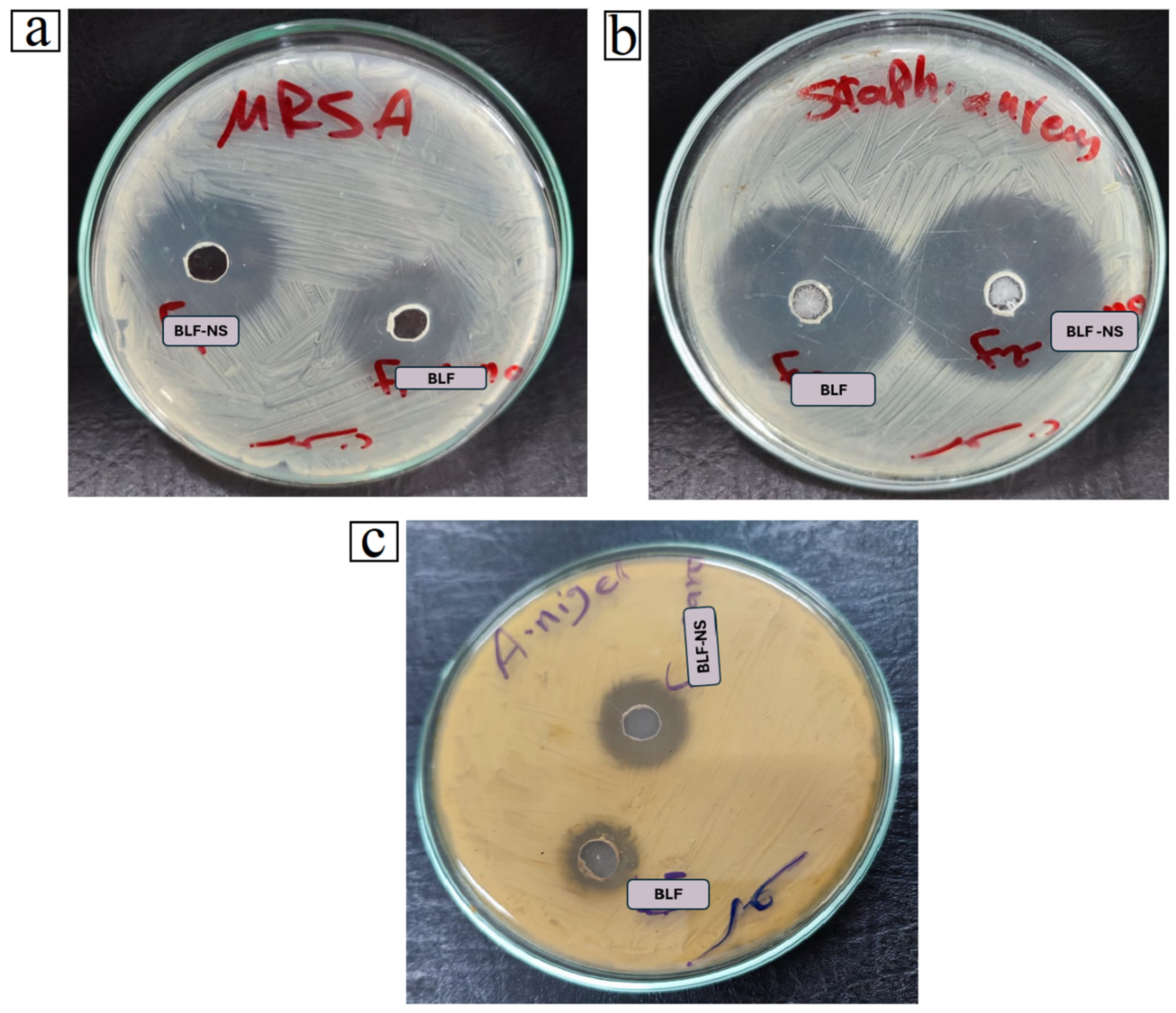 Pharmaceutics 17 00653 g007