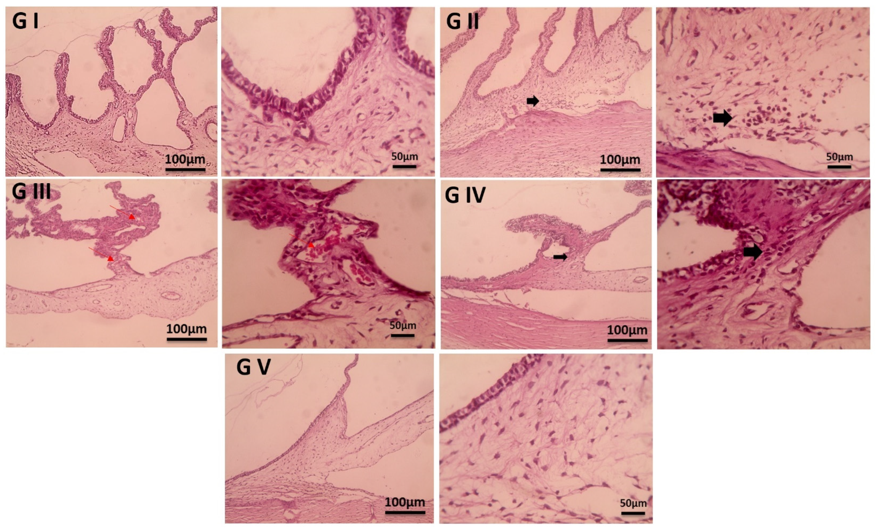 Pharmaceutics 17 00653 g012