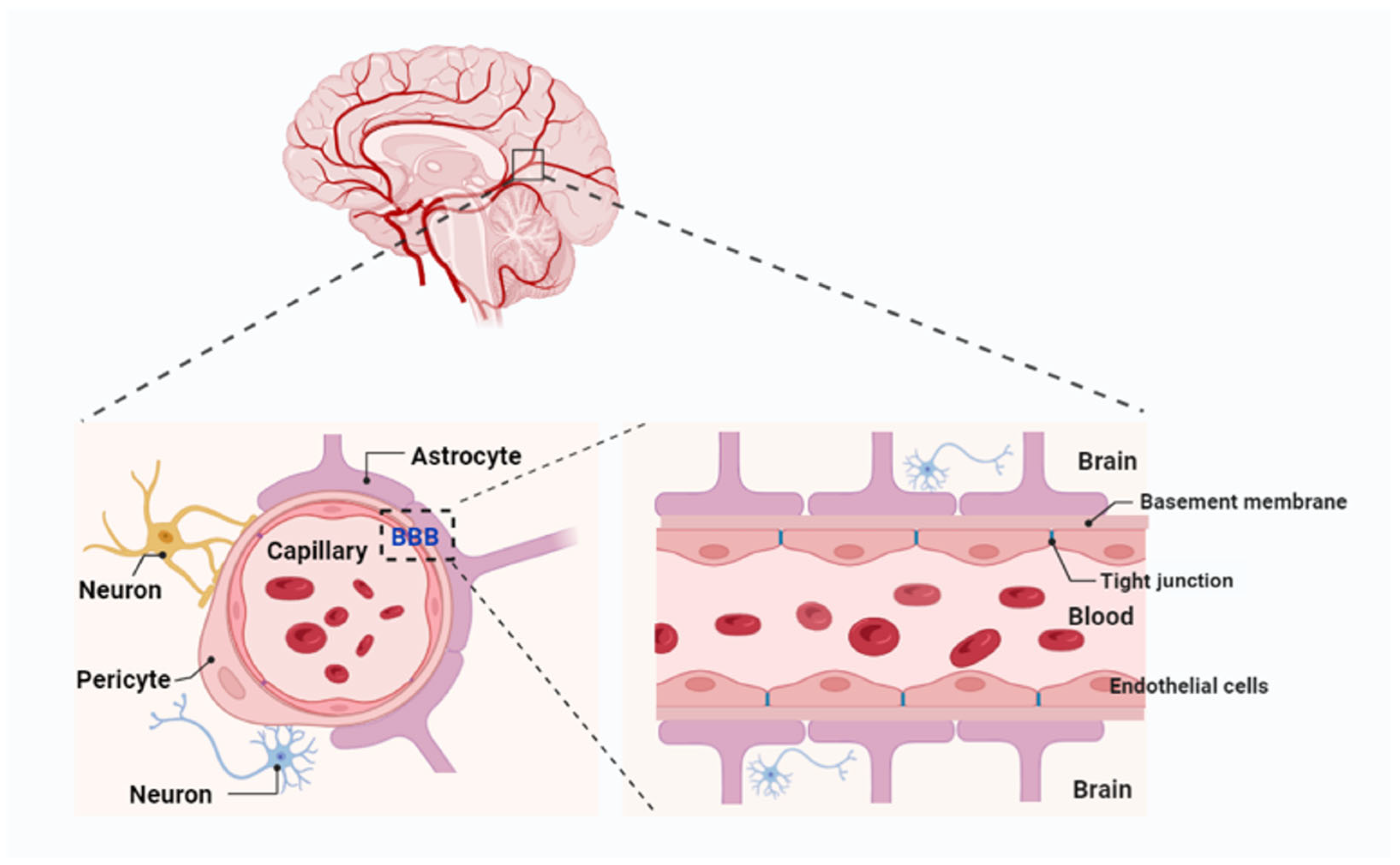 Crossing the Blood–Brain Barrier: Innovations in Receptor- and ...