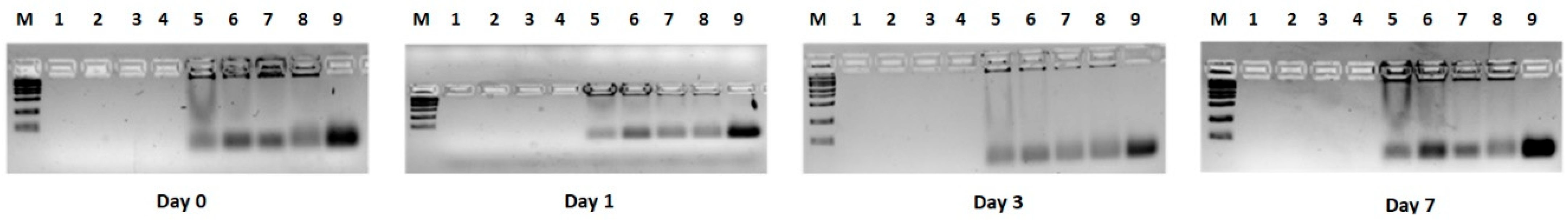 Pharmaceutics 17 00710 g008 Pharmaceutics 17 00710 g008