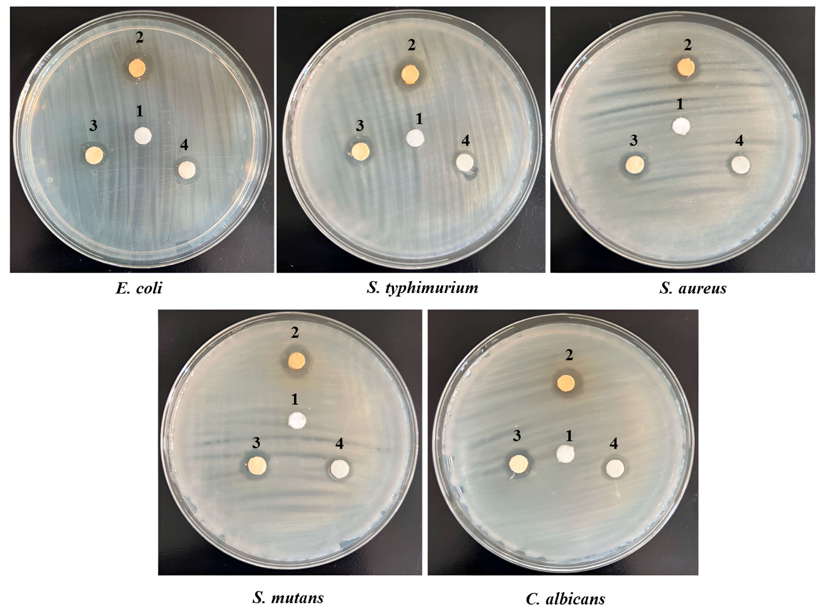 Pharmaceutics 17 00717 g010