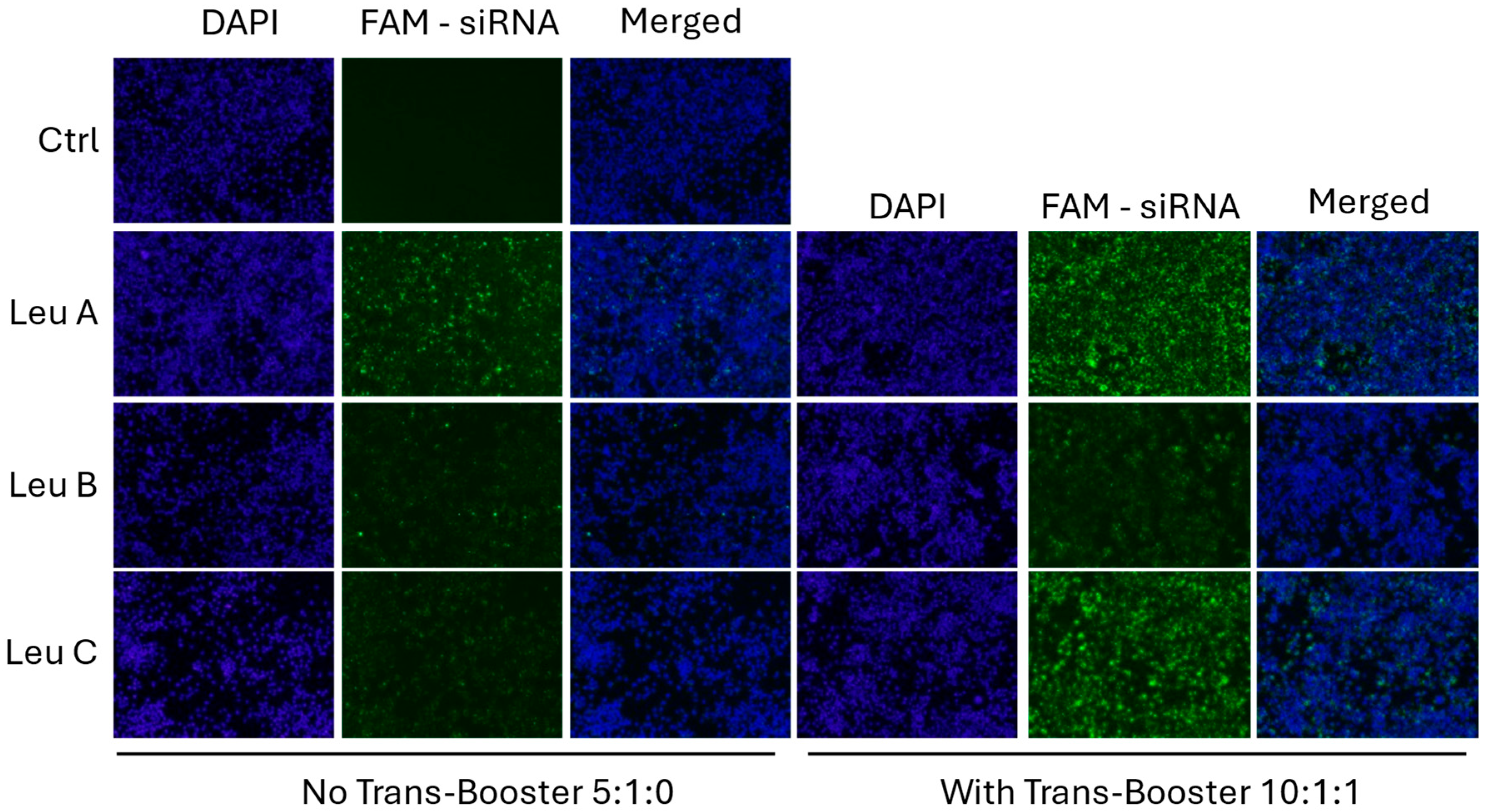 Pharmaceutics 17 00726 g002 Pharmaceutics 17 00726 g002