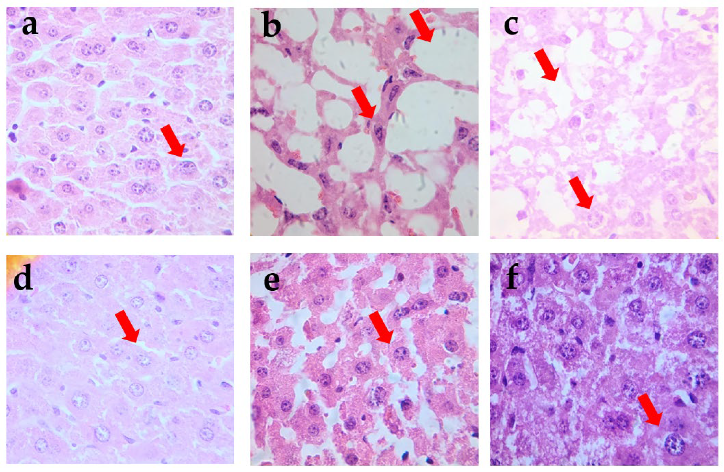 Pharmaceutics 17 00730 g003 Pharmaceutics 17 00730 g003
