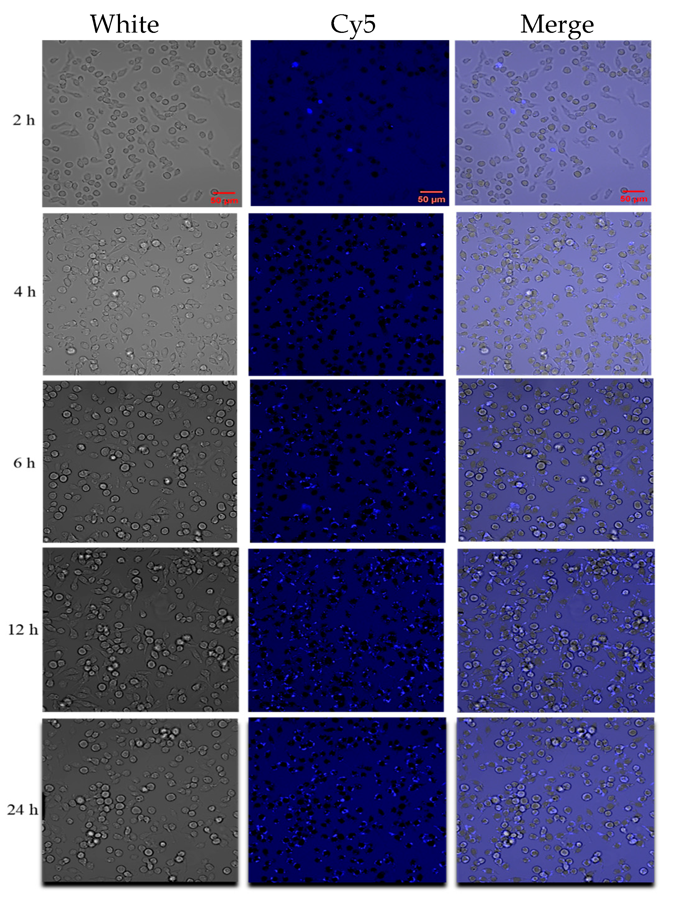 Pharmaceutics 17 00743 g005