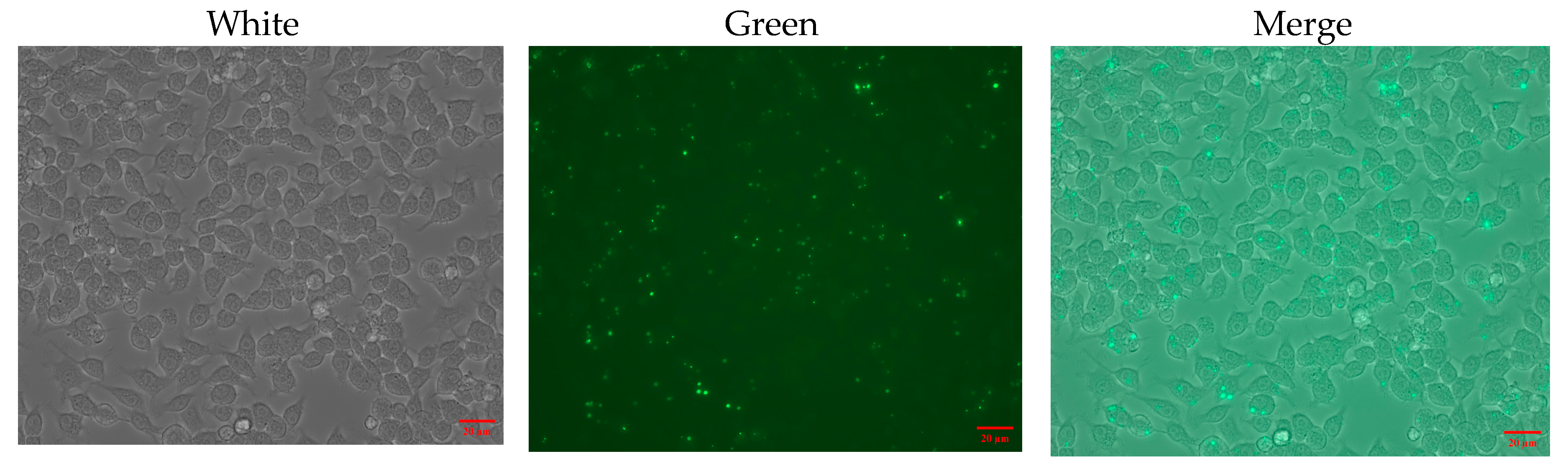 Pharmaceutics 17 00743 g007