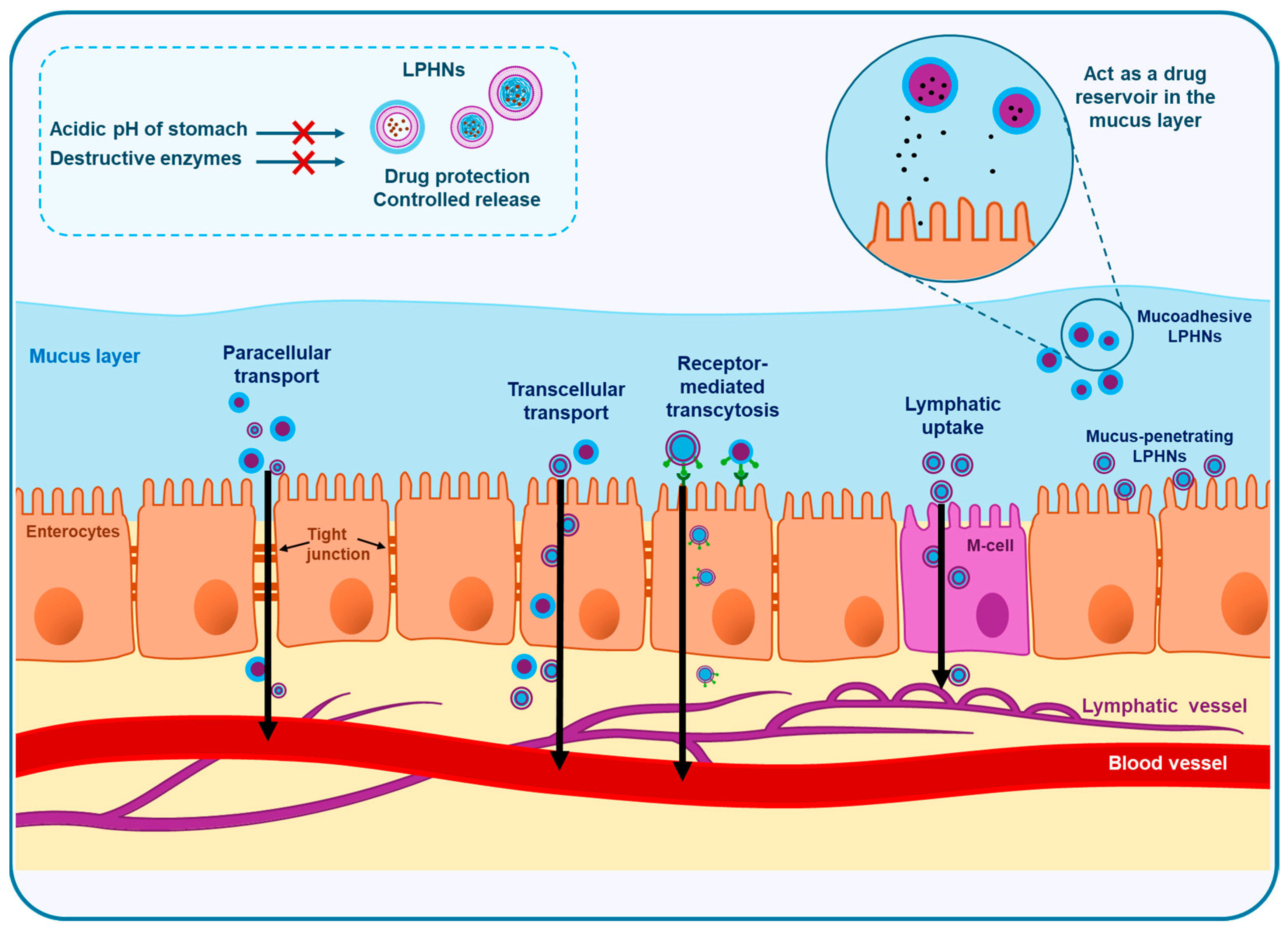 Pharmaceutics 17 00797 g003