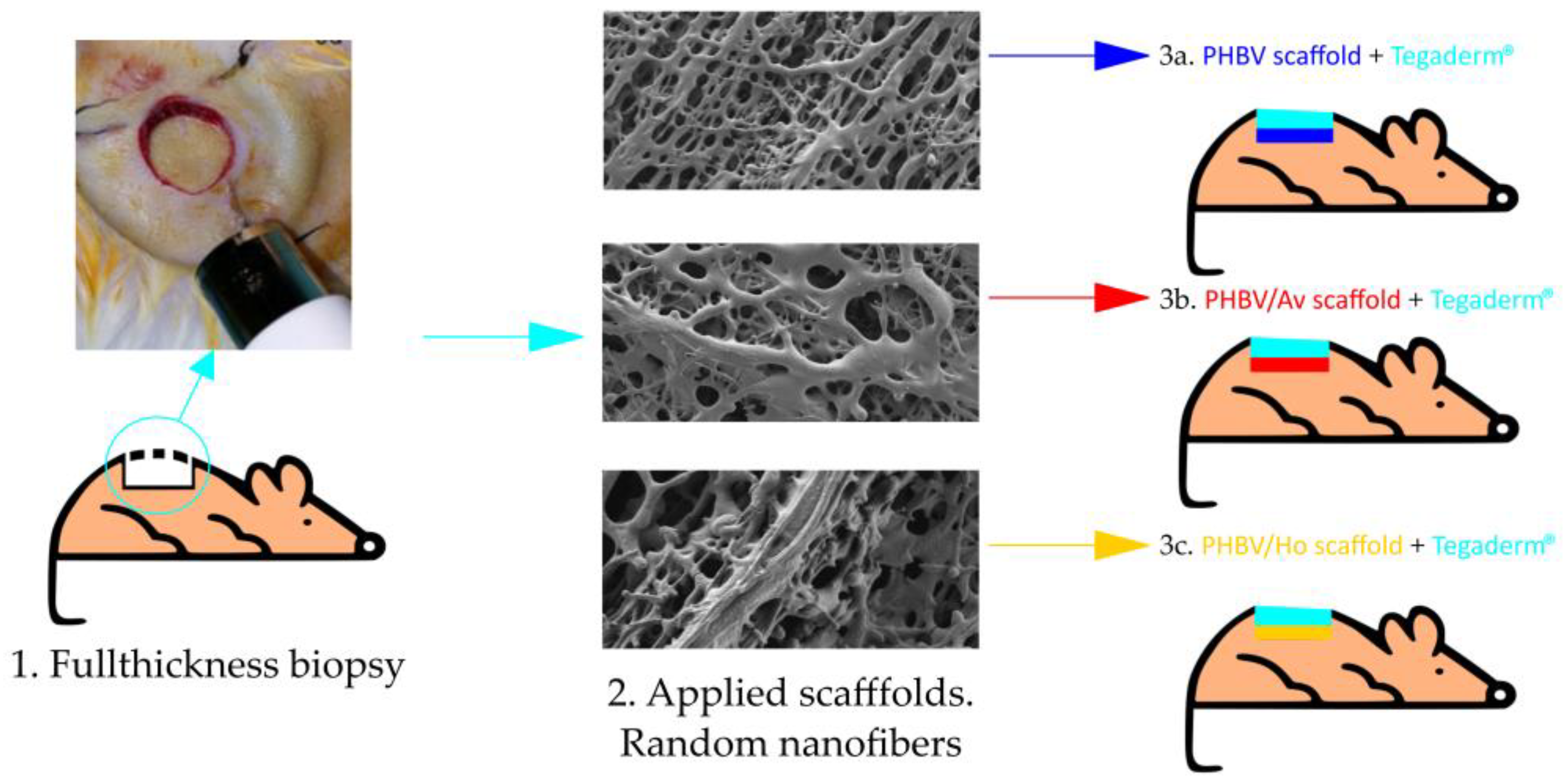 Pharmaceutics 17 00833 g001