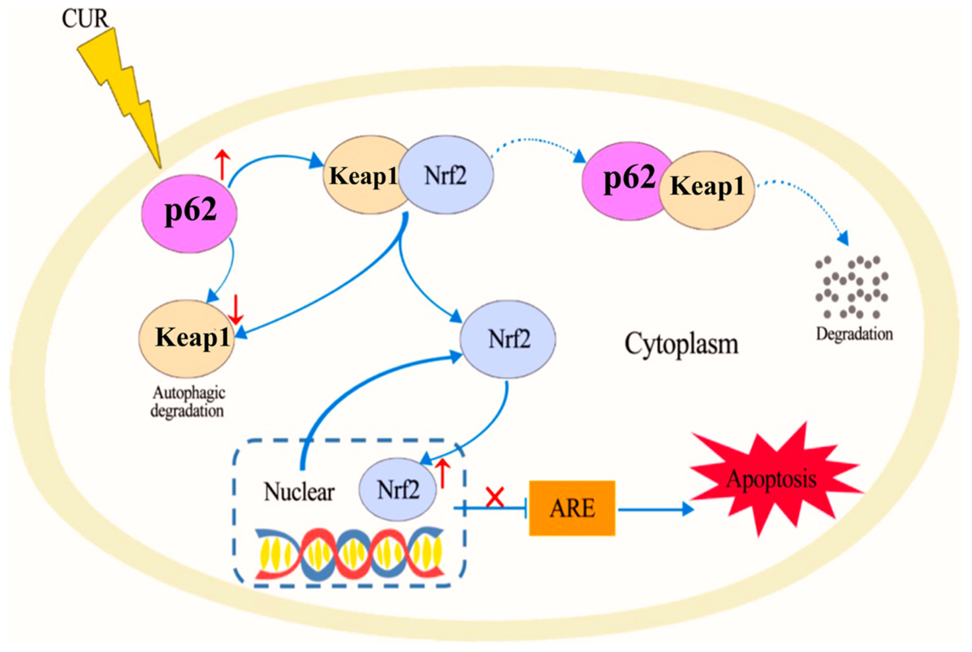 Pharmaceutics 17 00855 g004