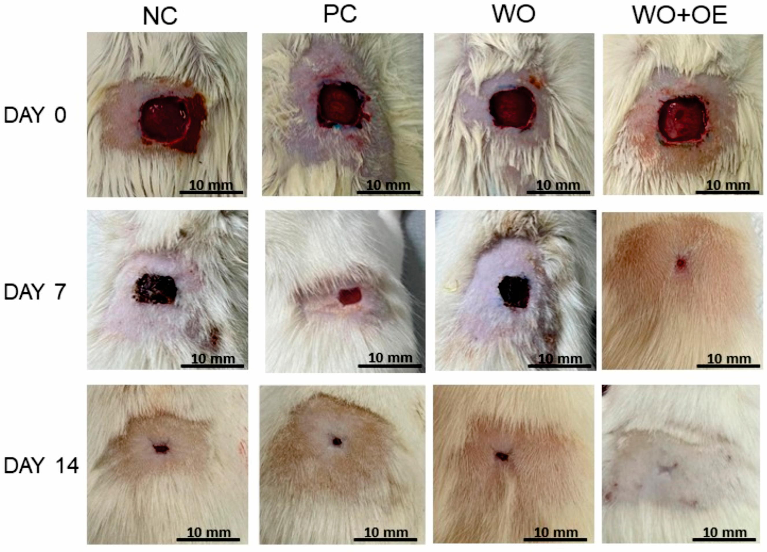 Pharmaceutics 17 00856 g009