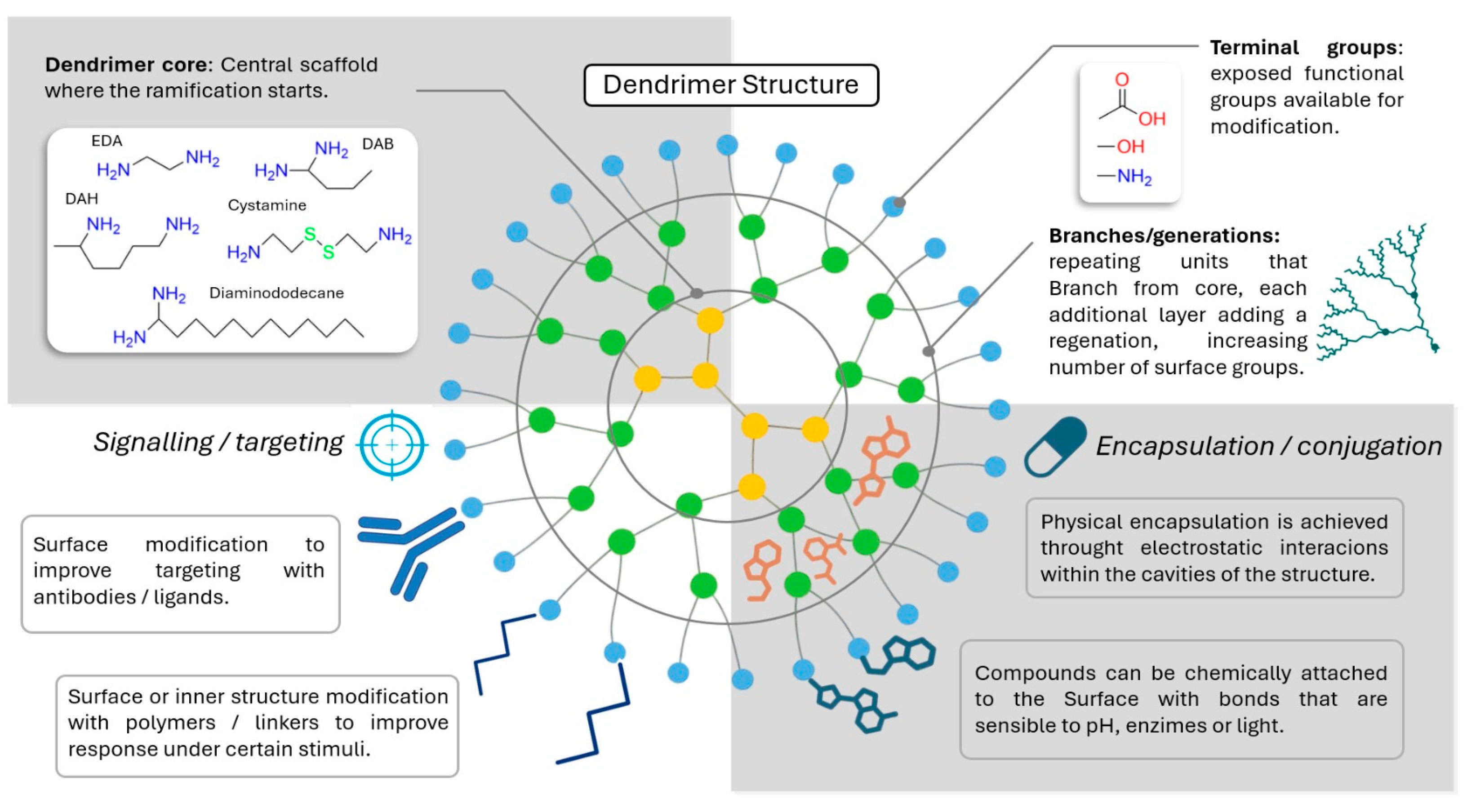 From Structure to Function: The Promise of PAMAM Dendrimers in ...