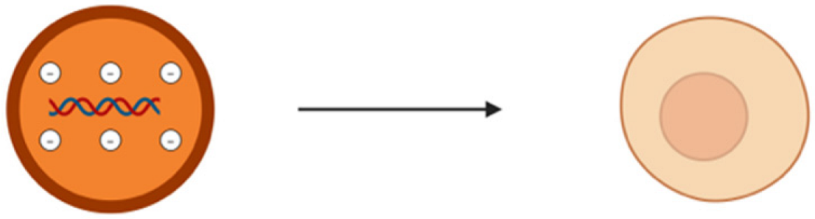 Pharmaceutics 17 00930 i002