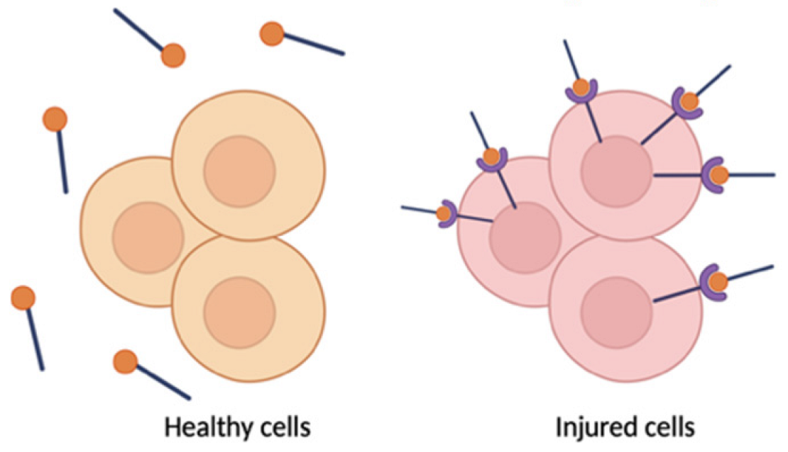 Pharmaceutics 17 00930 i004