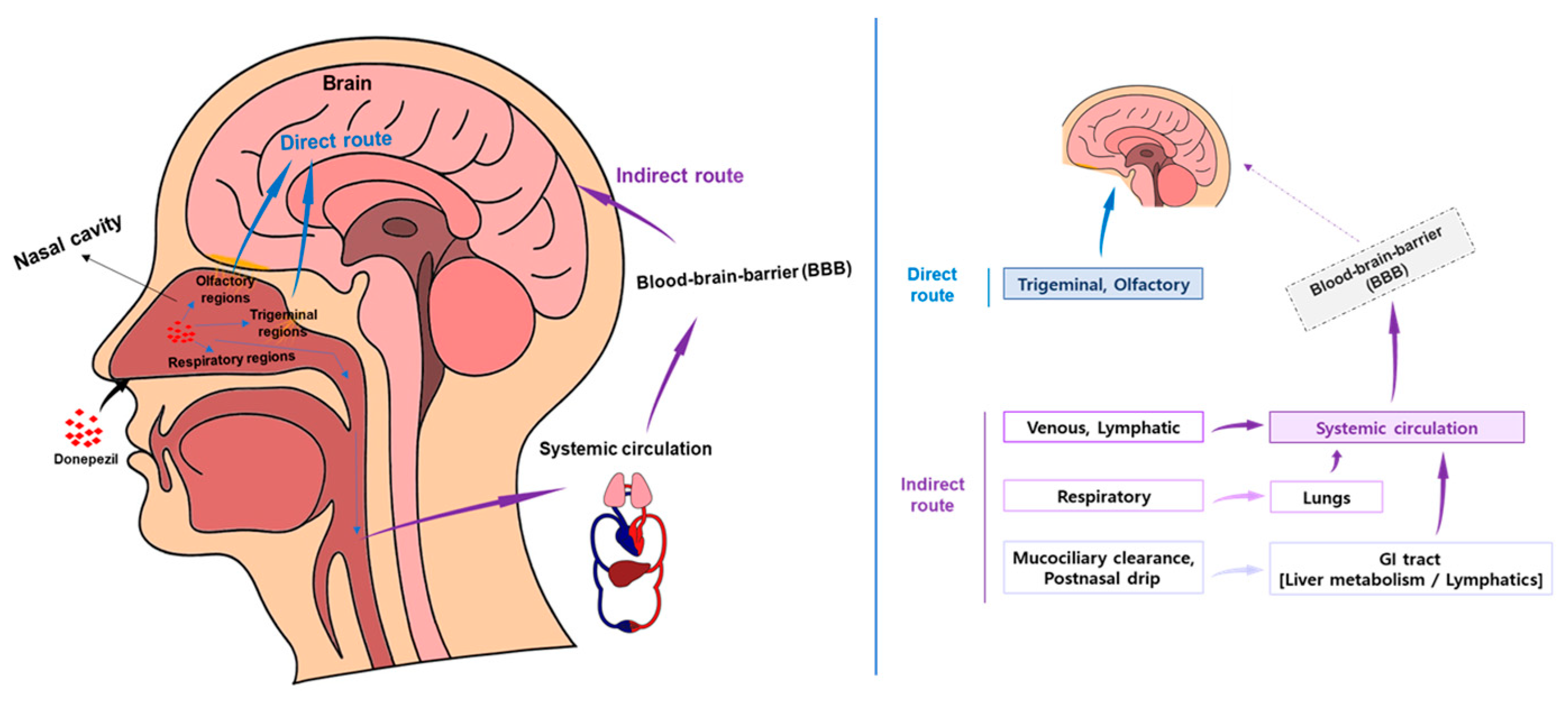 Pharmaceutics 17 00958 g002
