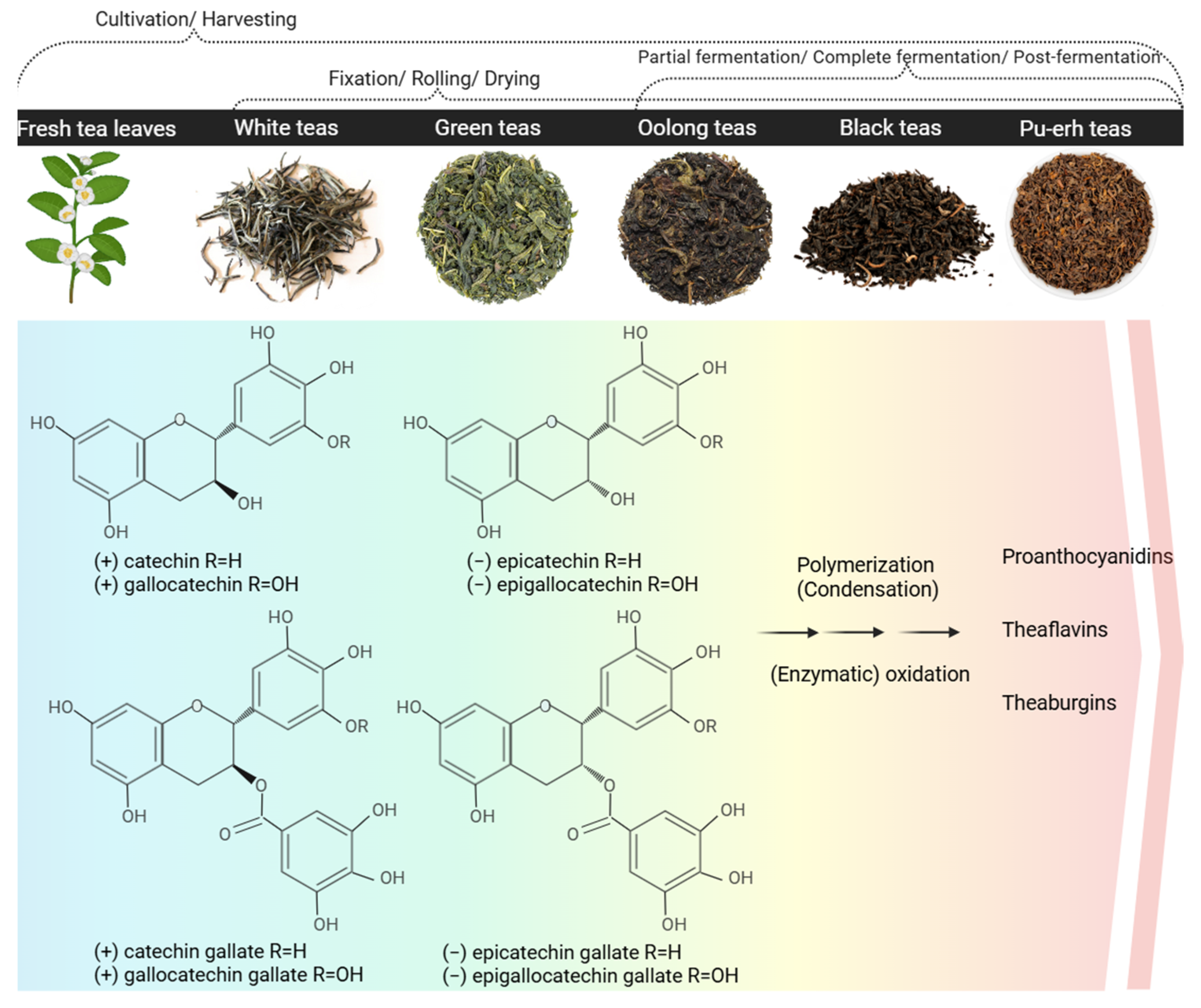 Pharmaceutics 17 00985 g001
