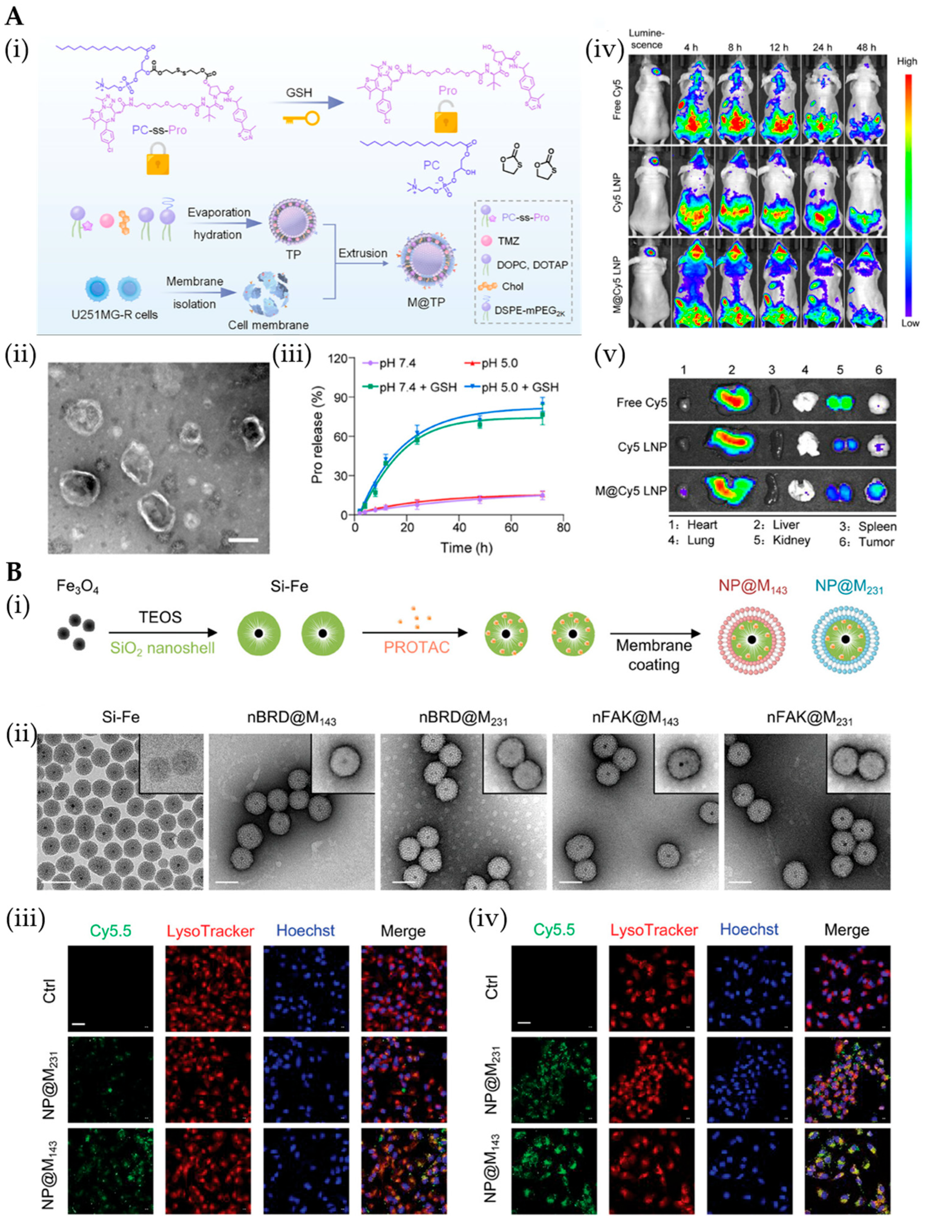 Pharmaceutics 17 01037 g007