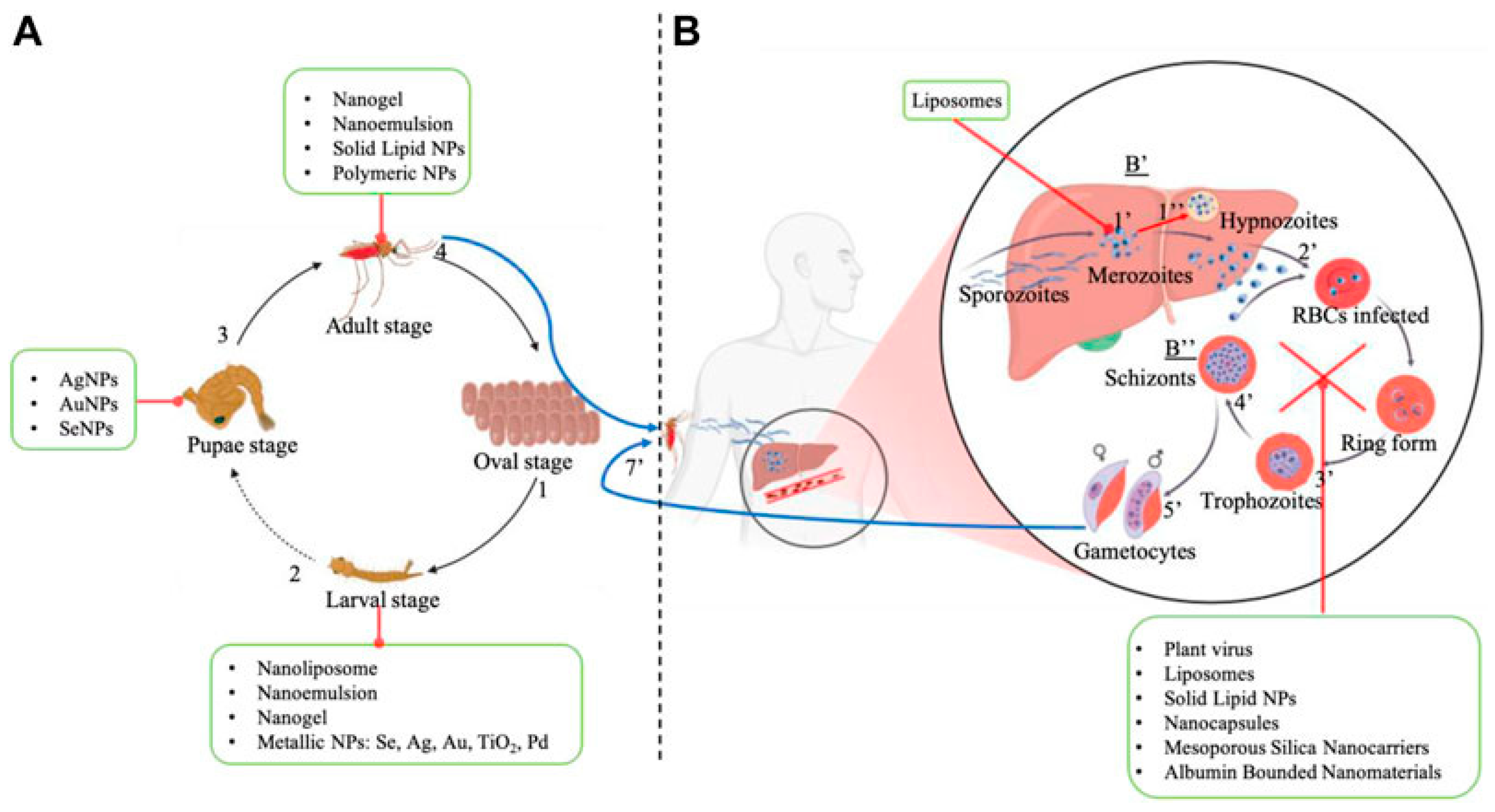 Pharmaceutics 17 01043 g015 Pharmaceutics 17 01043 g015