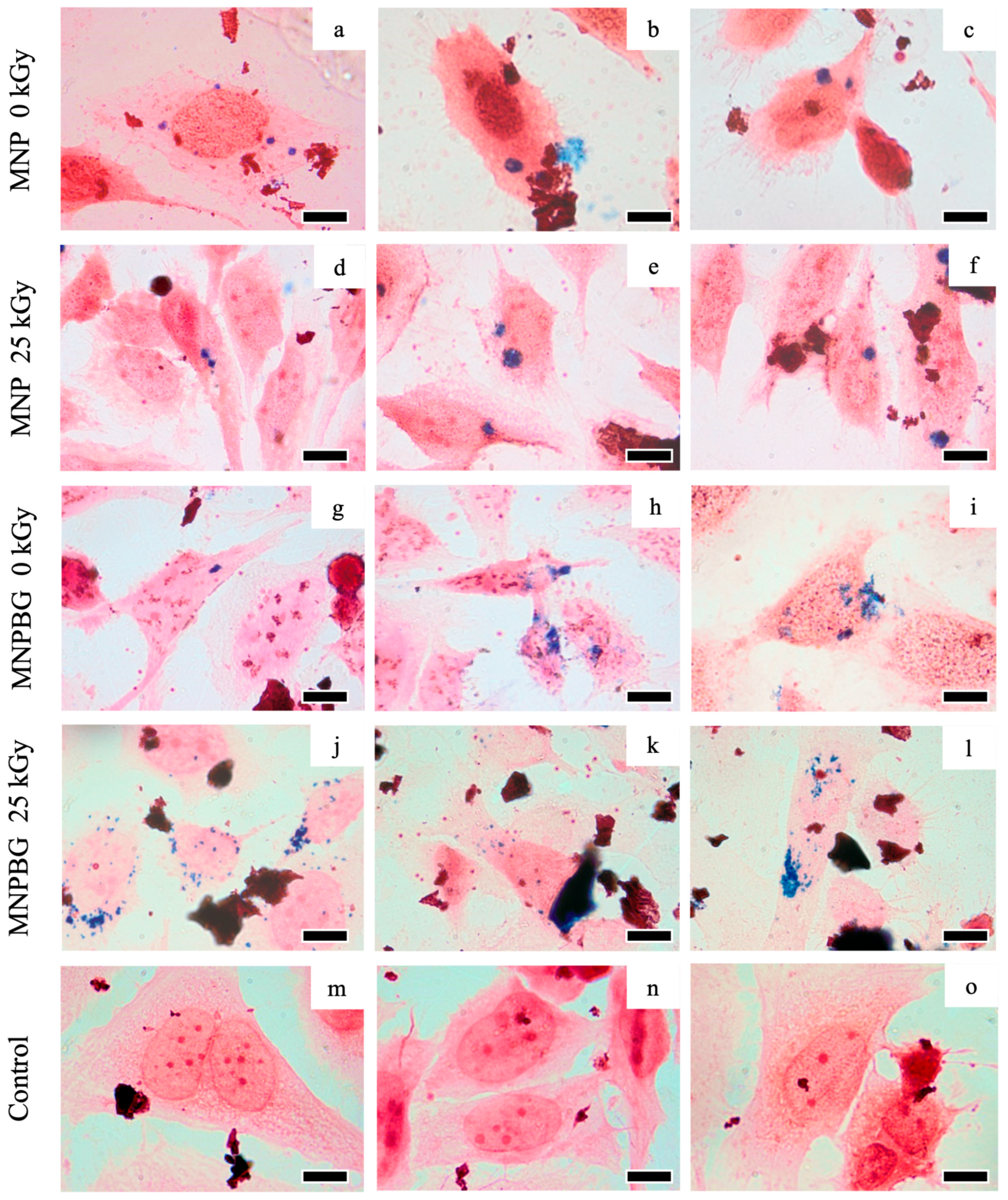 Pharmaceutics 17 01048 g010 Pharmaceutics 17 01048 g010