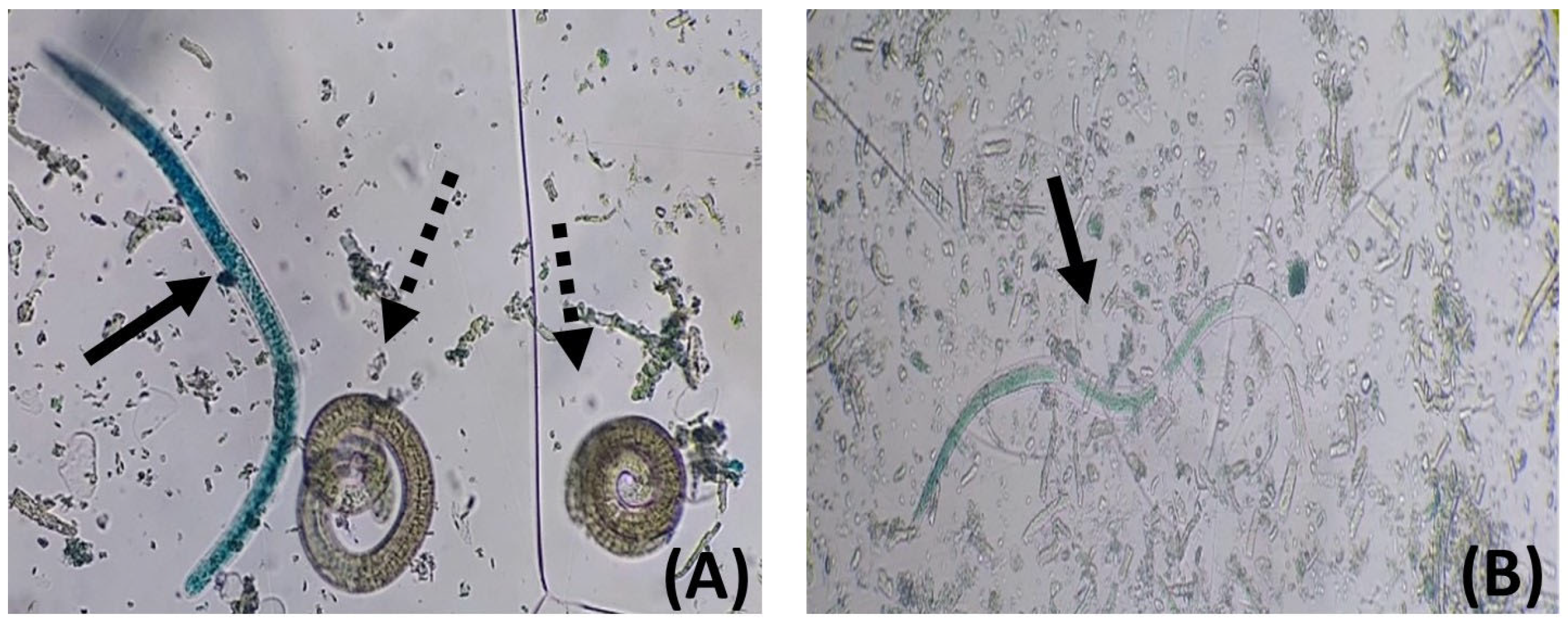 Pharmaceutics 17 01069 g004