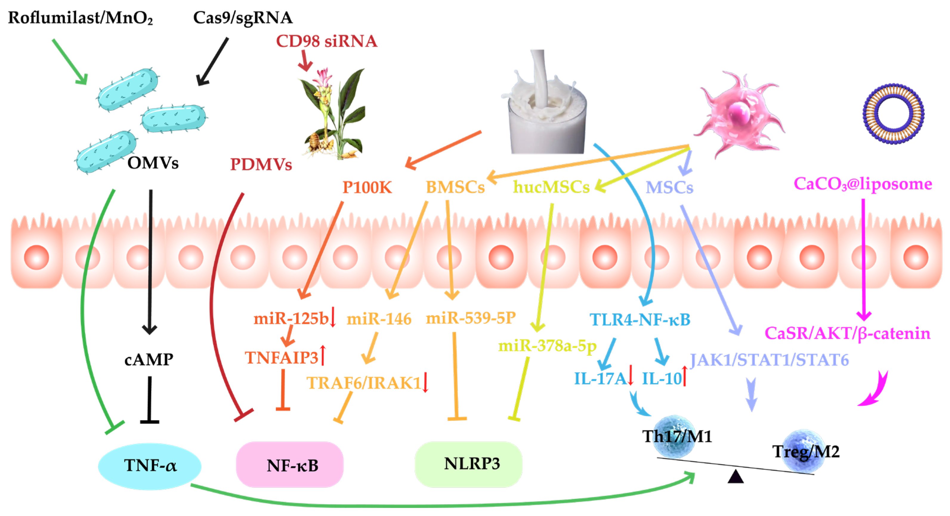 Pharmaceutics 17 01127 g003 Pharmaceutics 17 01127 g003