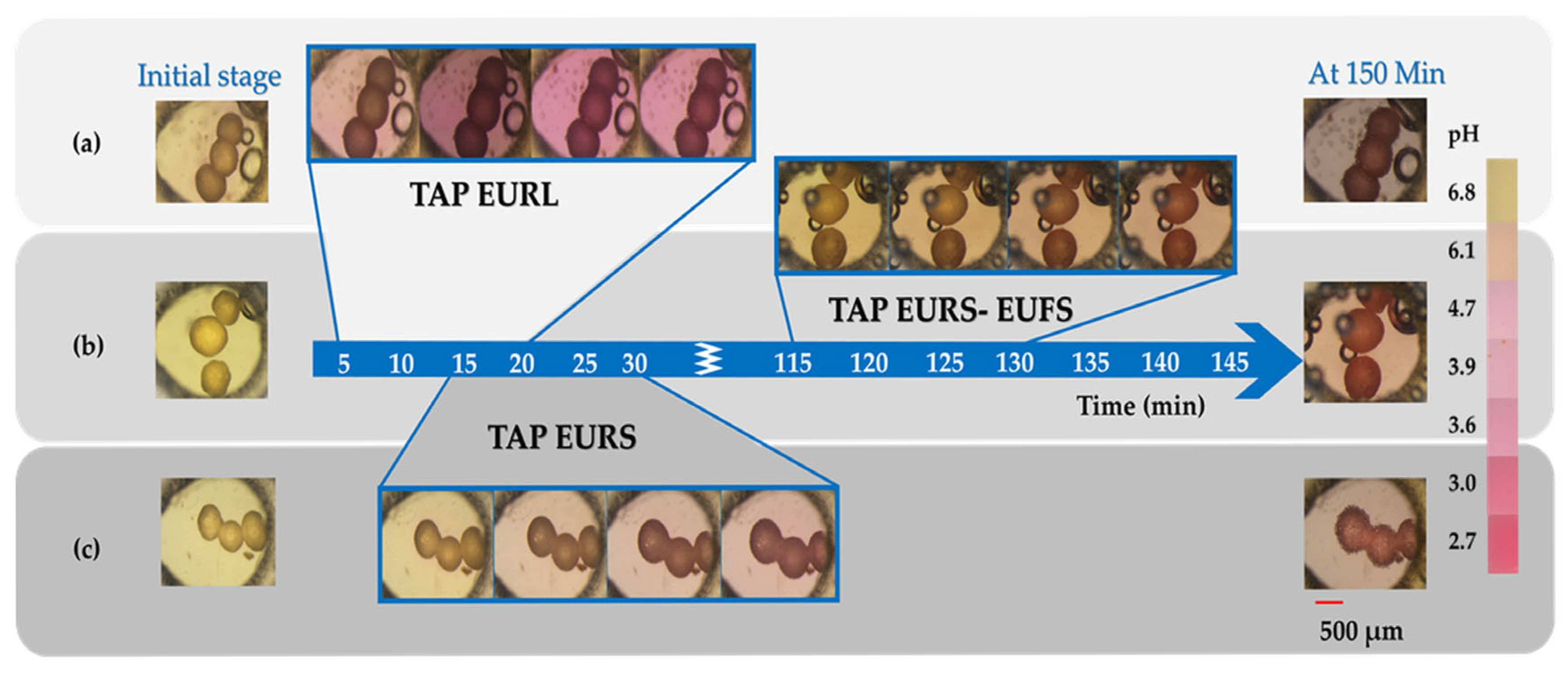 Pharmaceutics 17 01133 g007