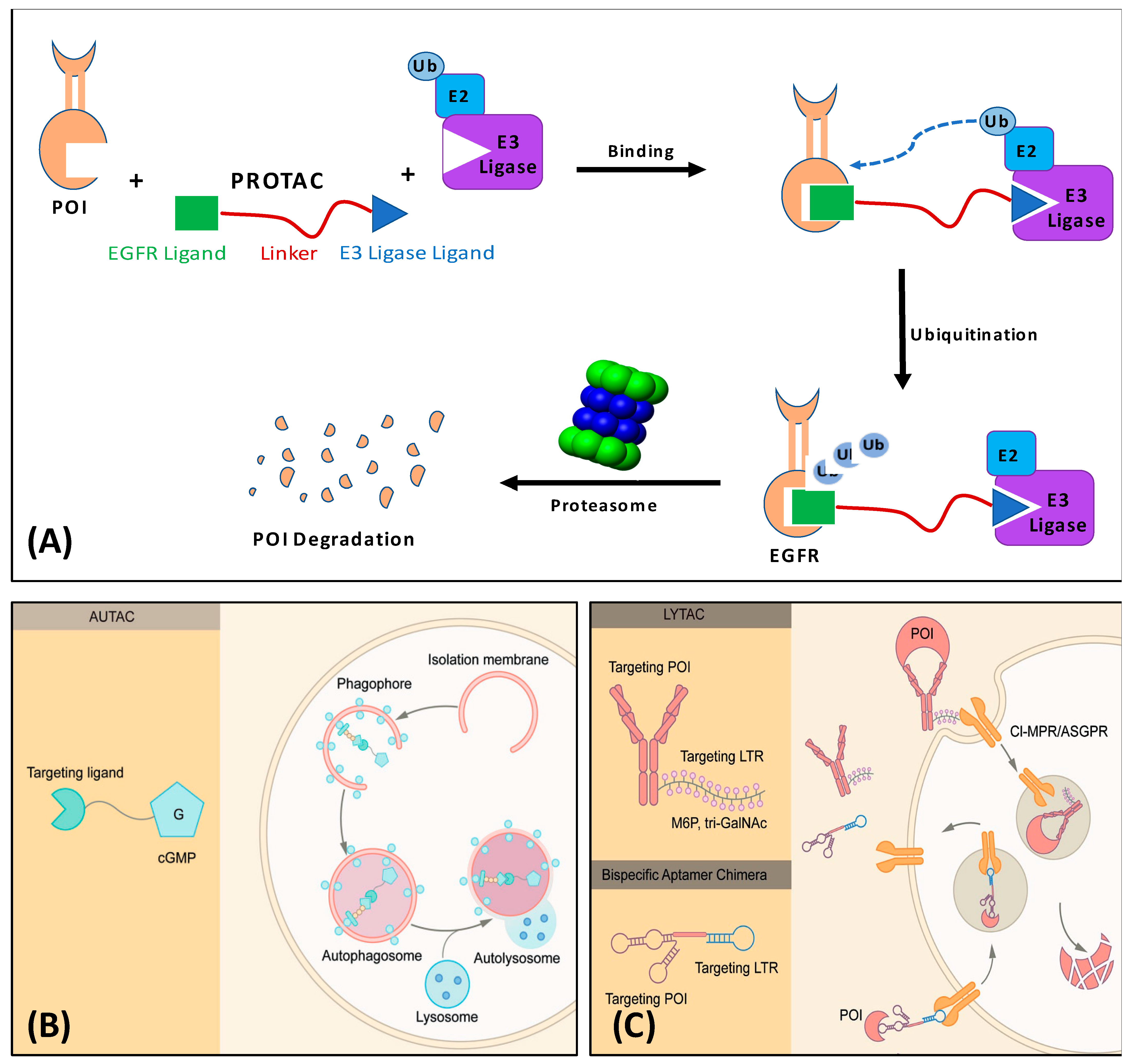 Pharmaceutics 17 01160 g001