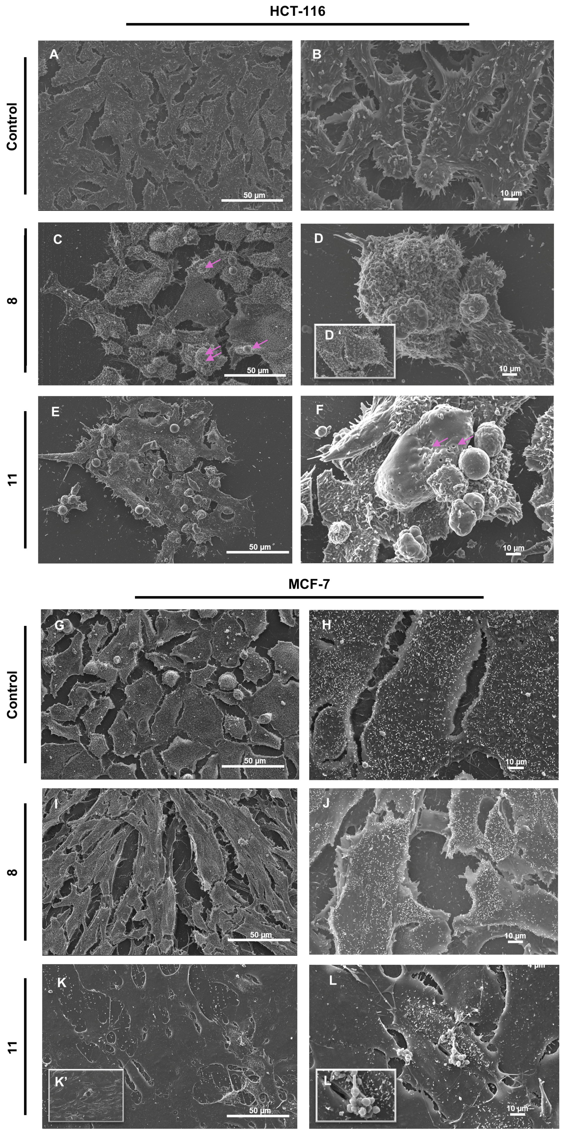 Pharmaceutics 17 01260 g005