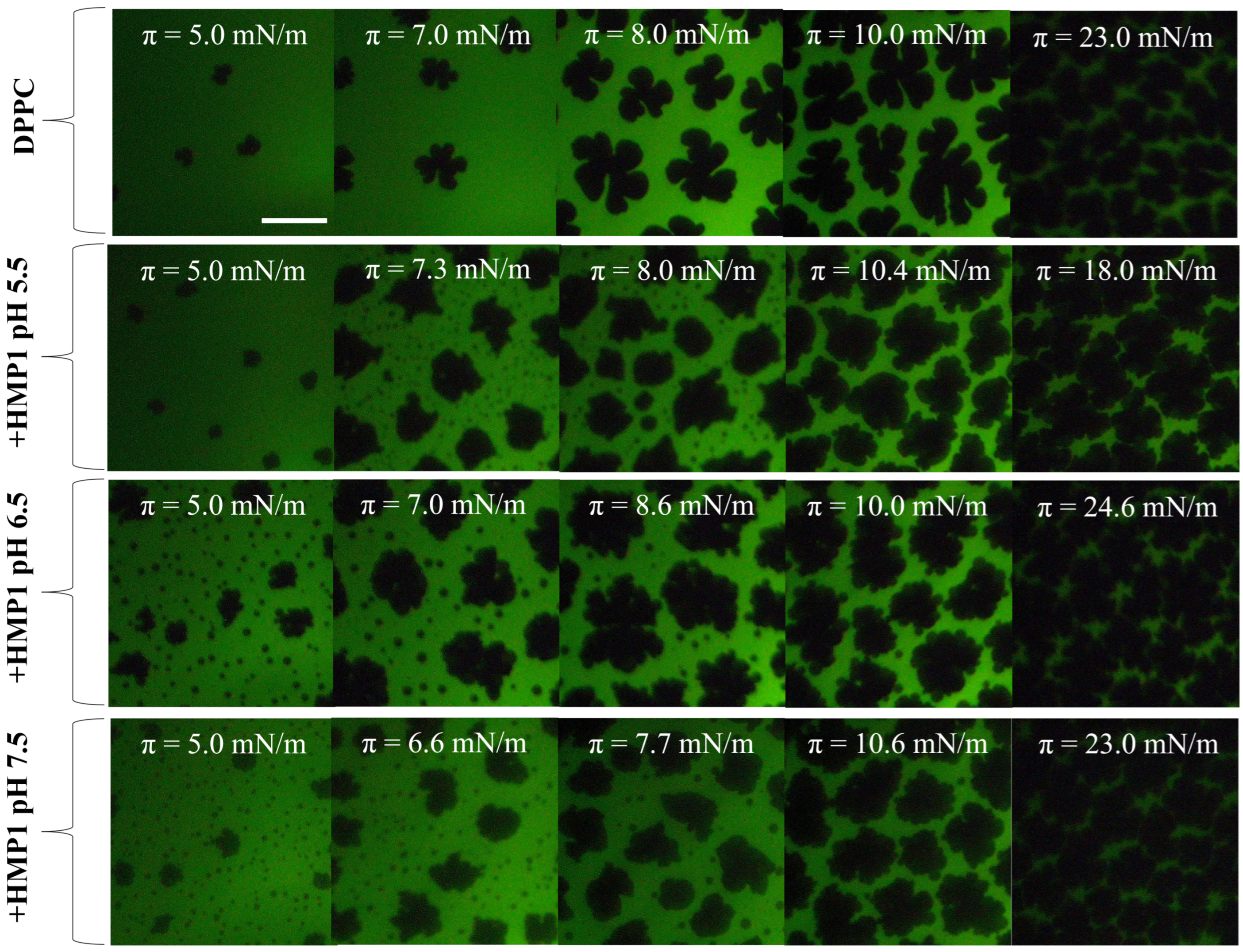 Pharmaceutics 17 01287 g004 Pharmaceutics 17 01287 g004