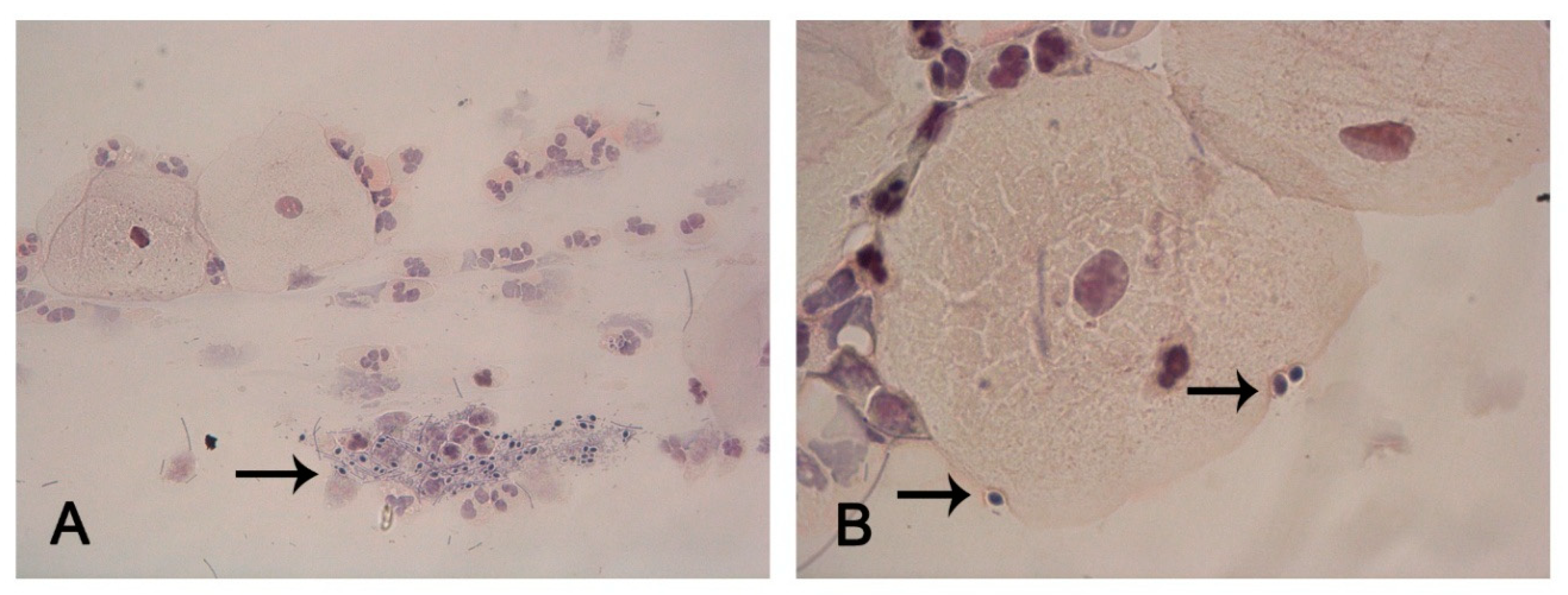 Pharmaceutics 17 01304 g002