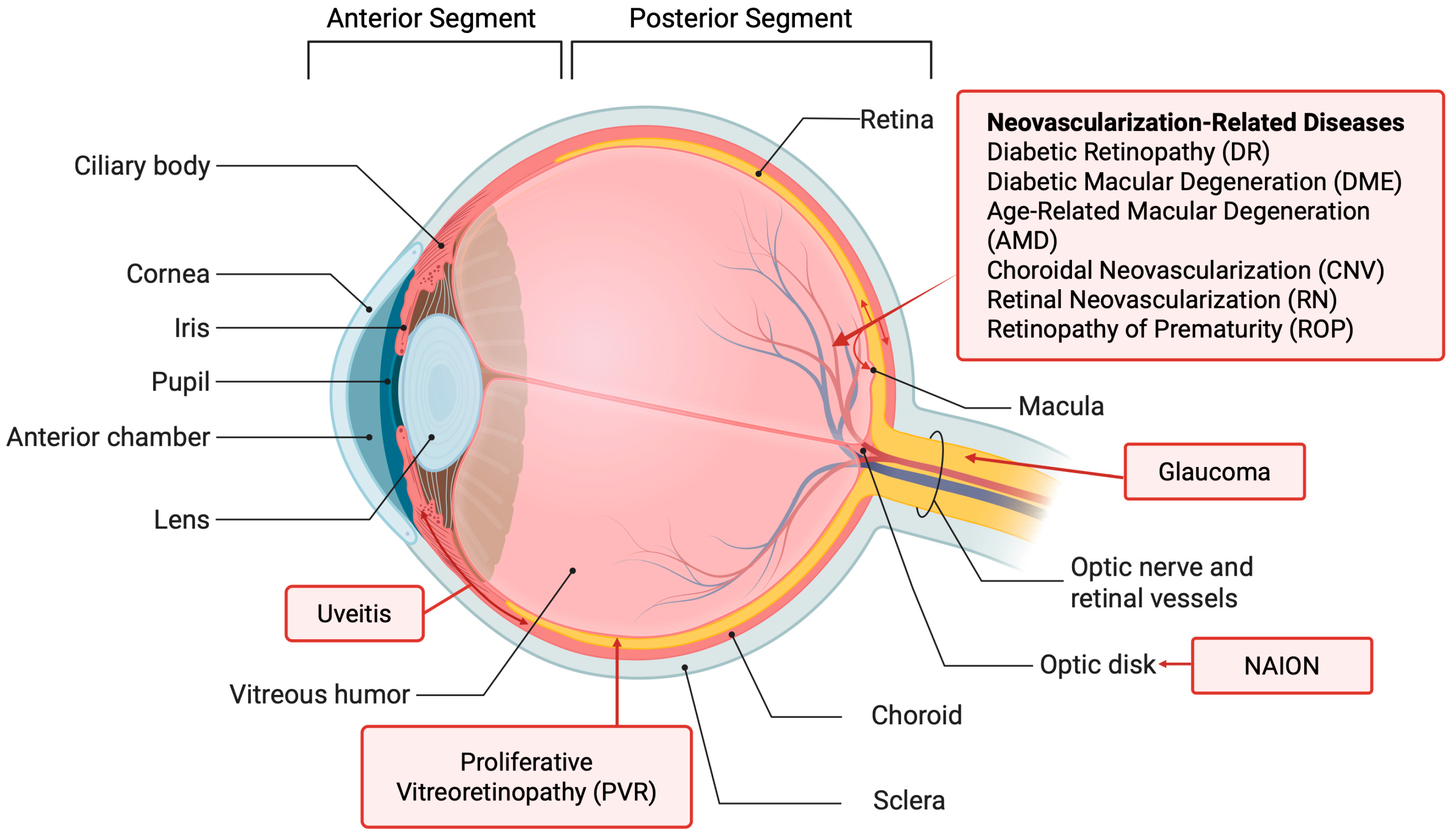 Pharmaceutics 17 01326 g001