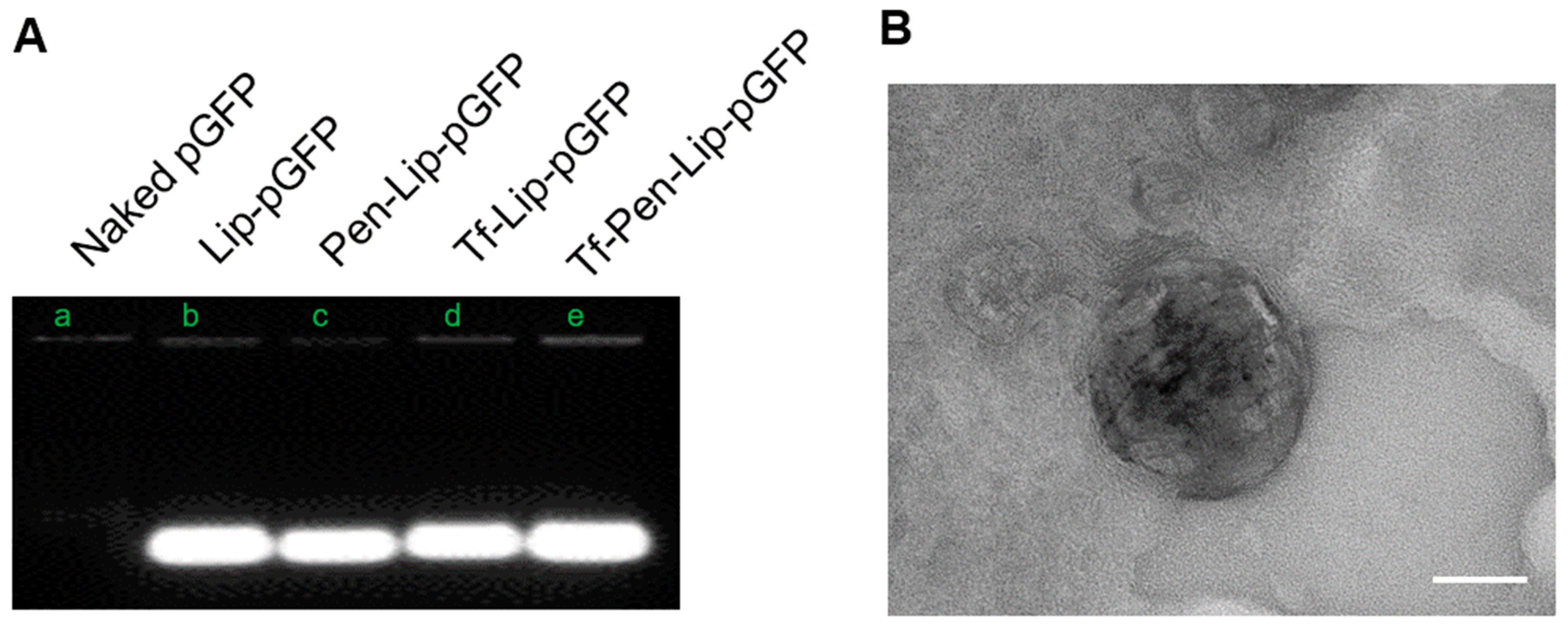 Pharmaceutics 17 01329 g002