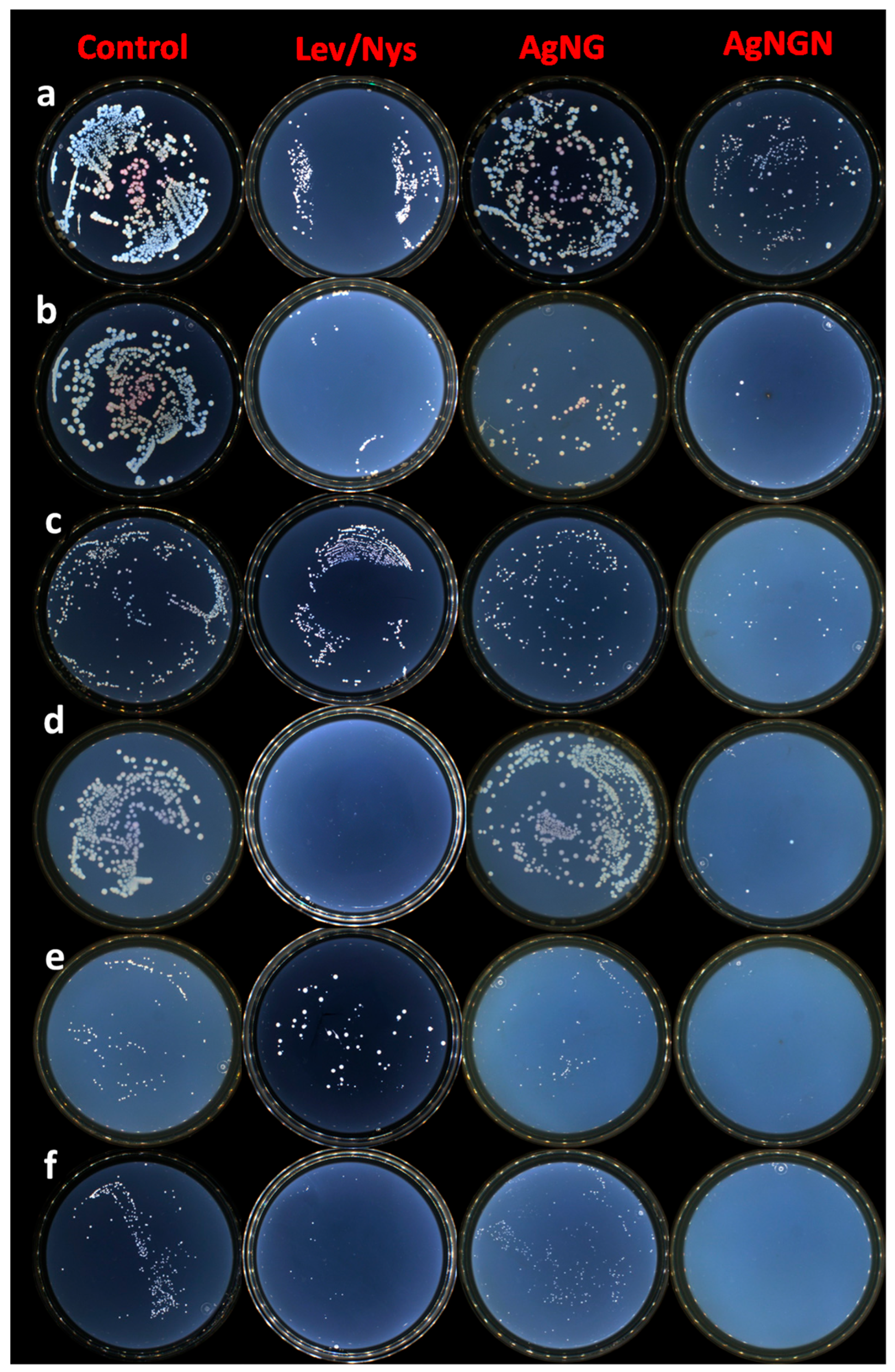 Pharmaceutics 17 01569 g015 Pharmaceutics 17 01569 g015
