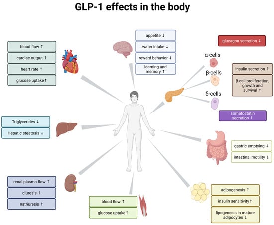 Dietary impact on fasting and stimulated GLP-1 secretion in different ...