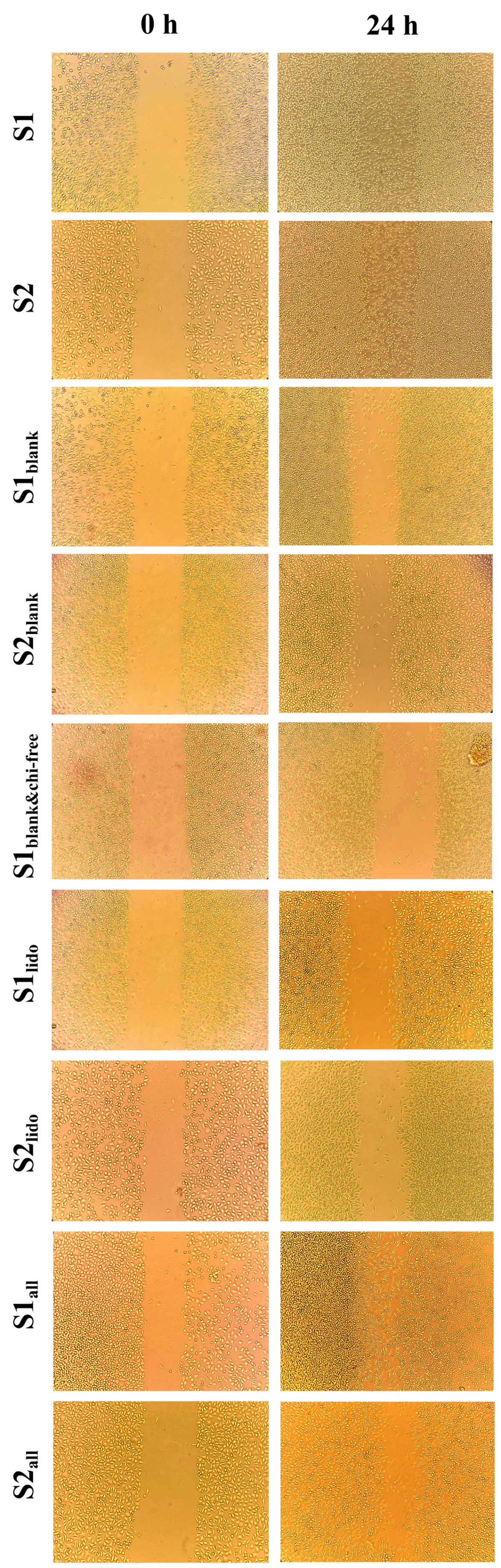 Pharmaceutics 17 01607 g010 Pharmaceutics 17 01607 g010