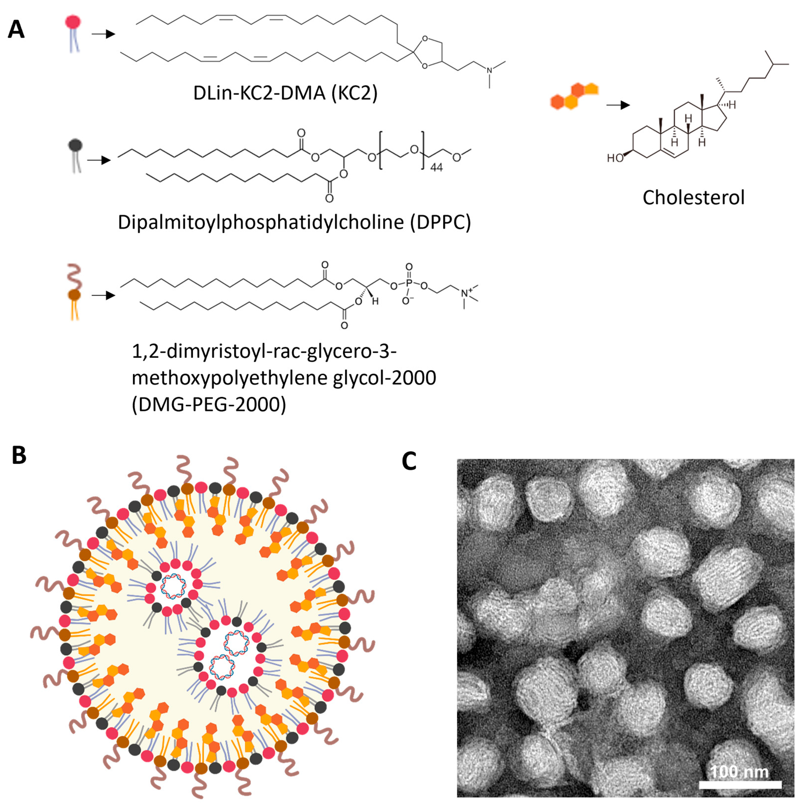Pharmaceutics 18 00004 g001