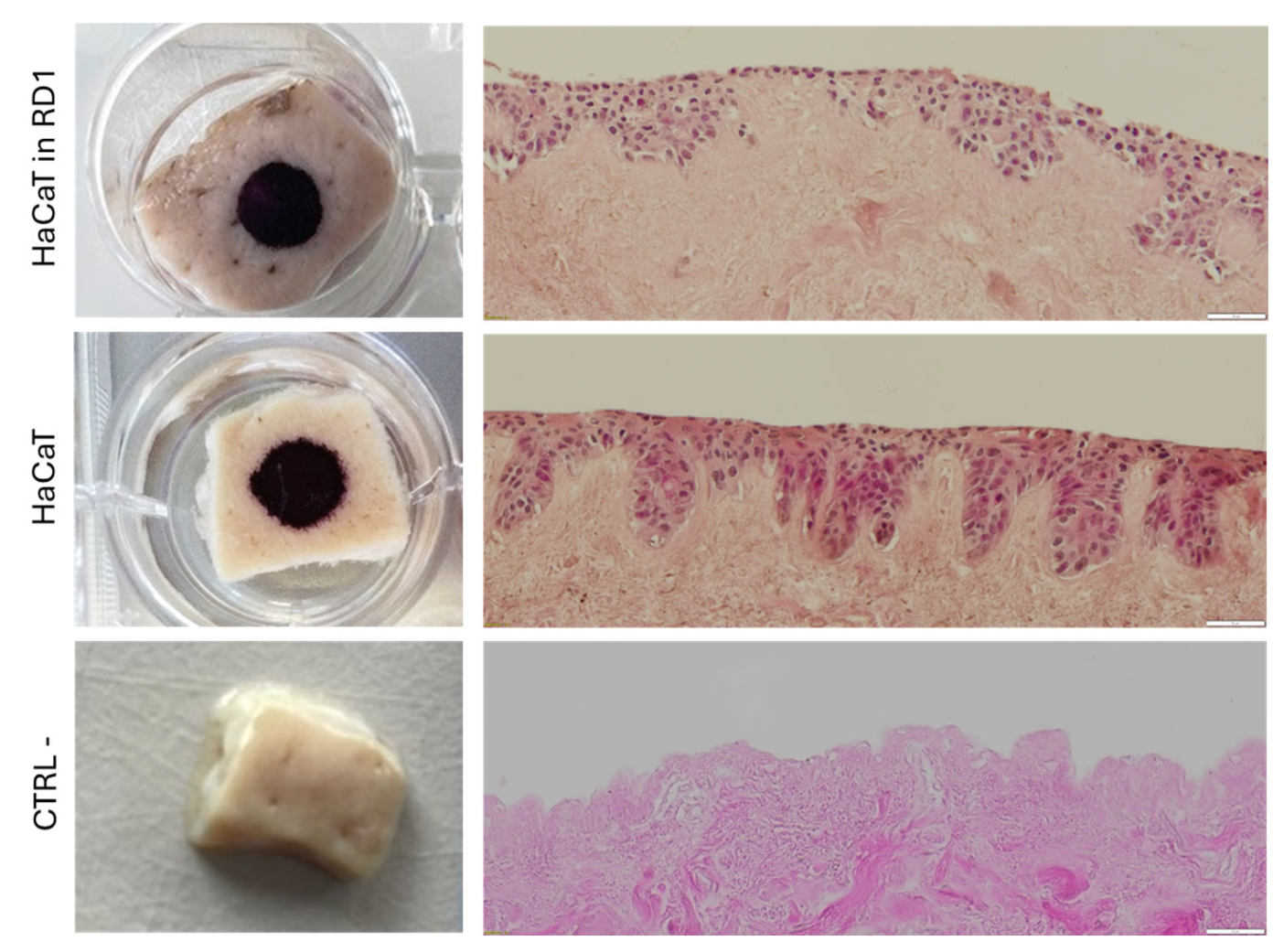 Pharmaceutics 18 00021 g007