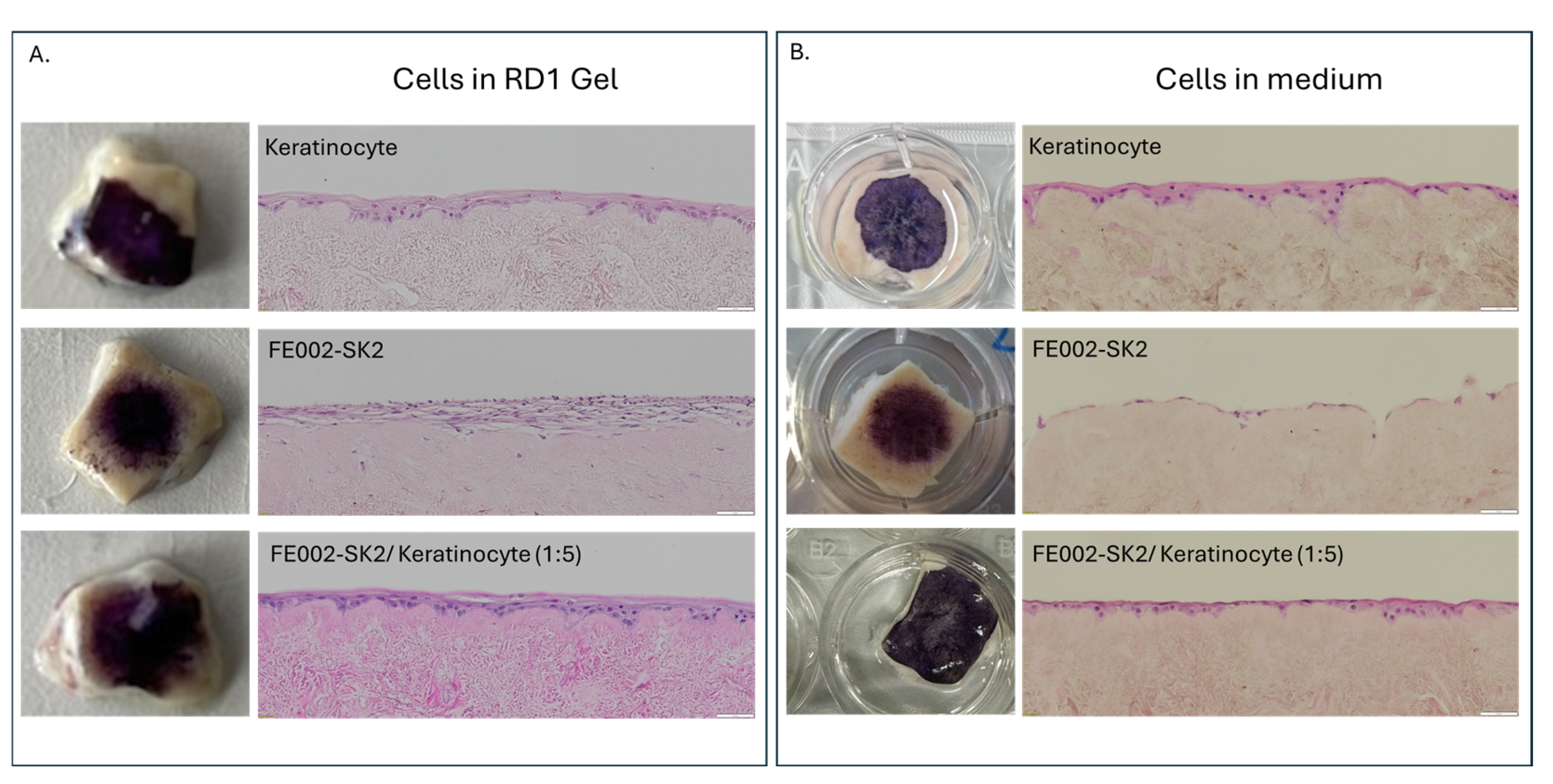 Pharmaceutics 18 00021 g008