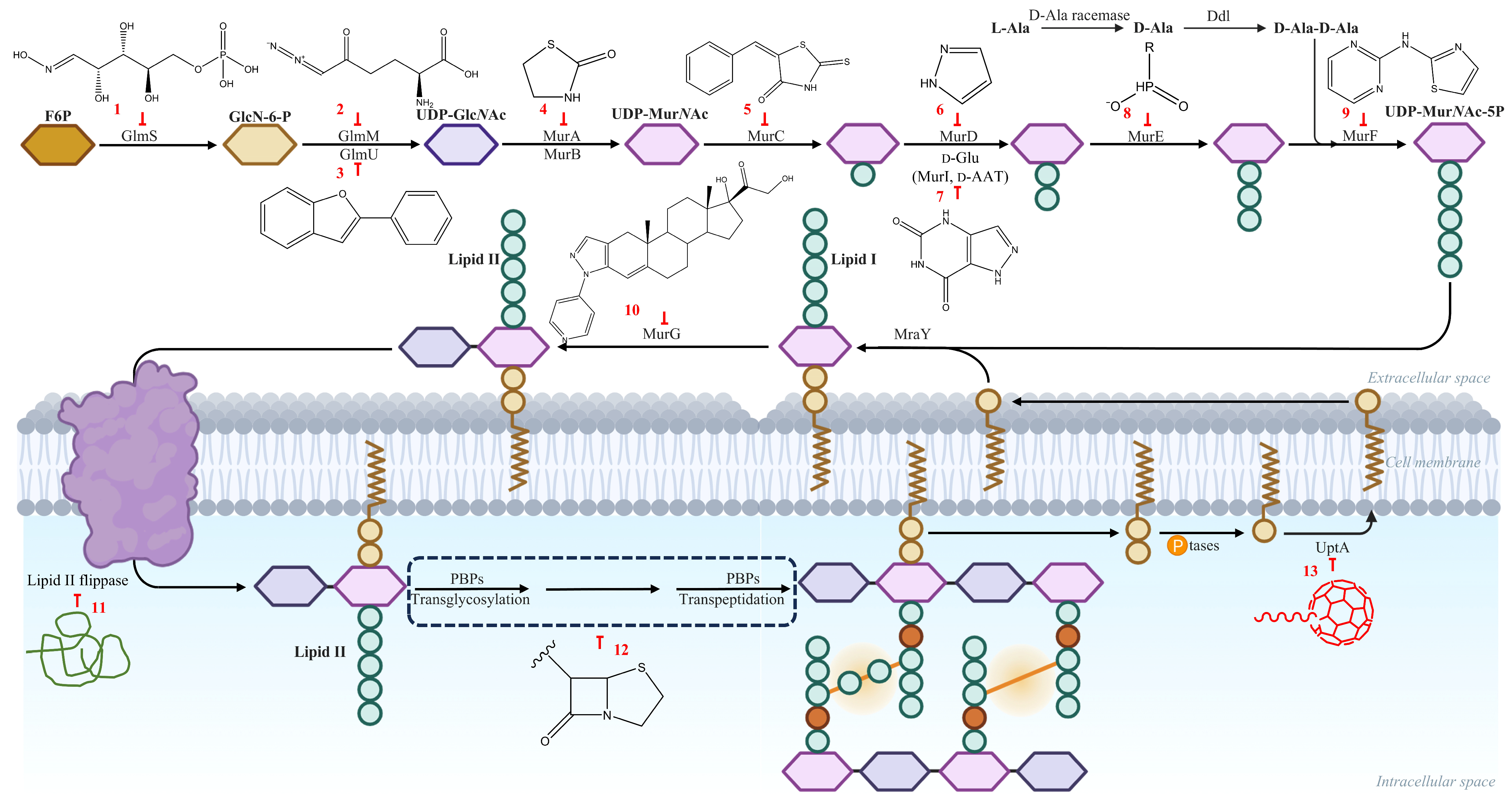 Pharmaceutics 18 00106 g001 Pharmaceutics 18 00106 g001