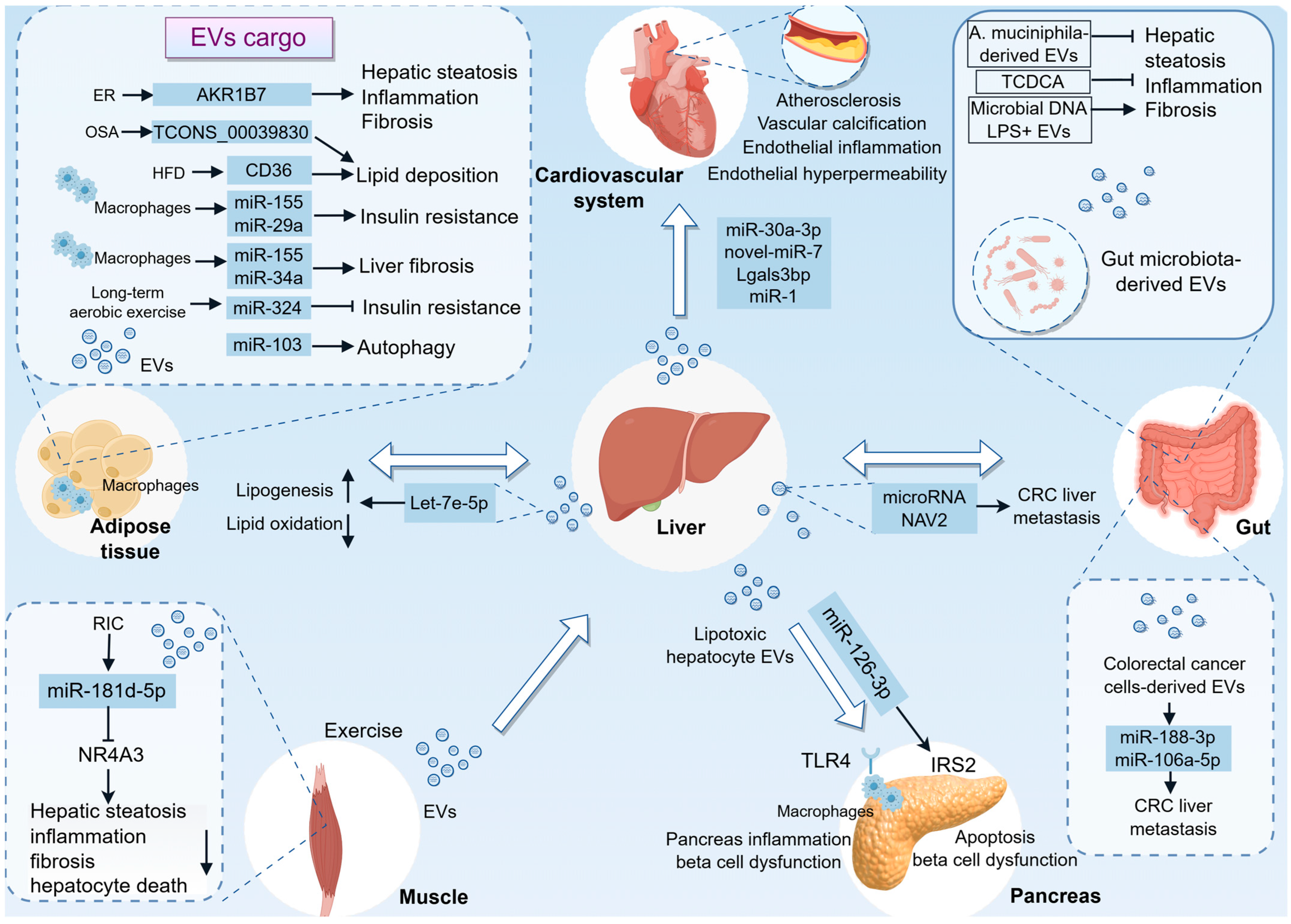 Pharmaceutics 18 00116 g003