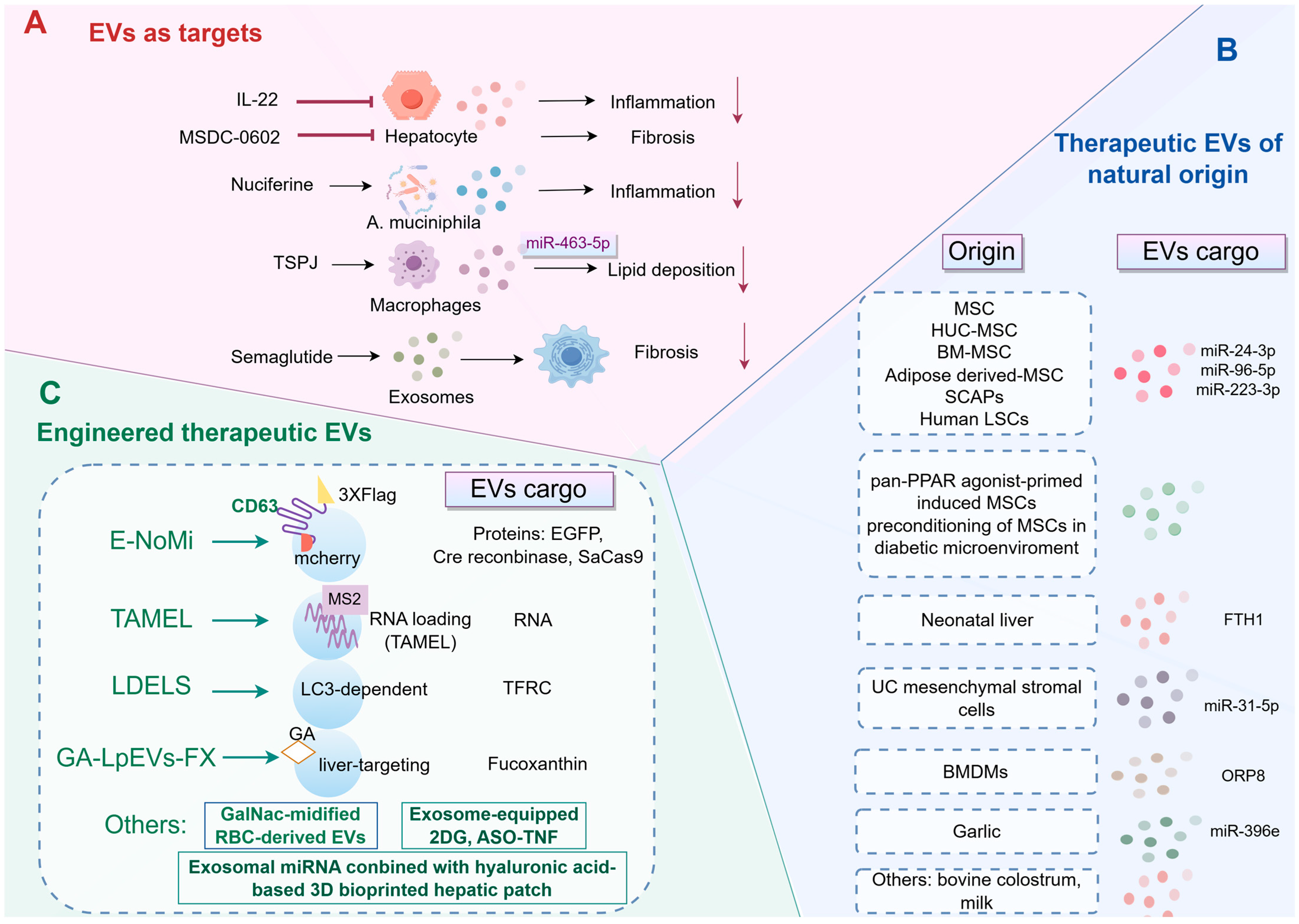 Pharmaceutics 18 00116 g004