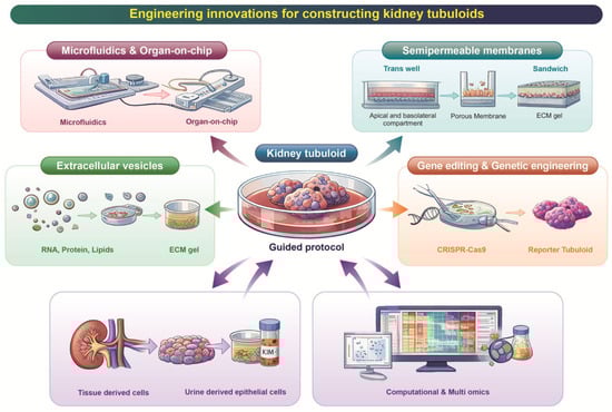 Engineering innovations for constructing tubuloids. This schematic summarizes recent technological strategies used to generate and refine kidney tubuloids from multiple origins, including tissue-derived cells, urine-derived epithelial cells, and induced pluripotent stem cells (iPSCs), all converging through standardized guided protocols. Key engineering innovations that enhance tubuloid formation, maturation, and functional relevance are illustrated: Microfluidics and organ-on-chip integration, enabling controlled fluid flow and physiologic microenvironmental cues; Semipermeable membrane or “sandwich” culture formats, supporting polarized epithelial organization; Extracellular vesicle-mediated maturation, promoting enhanced cellular differentiation and functional development; Gene editing and genetic engineering, allowing the creation of disease-specific or reporter tubuloids; and Computational and multi-omics approaches, facilitating deep characterization, quality benchmarking, and data-driven optimization.