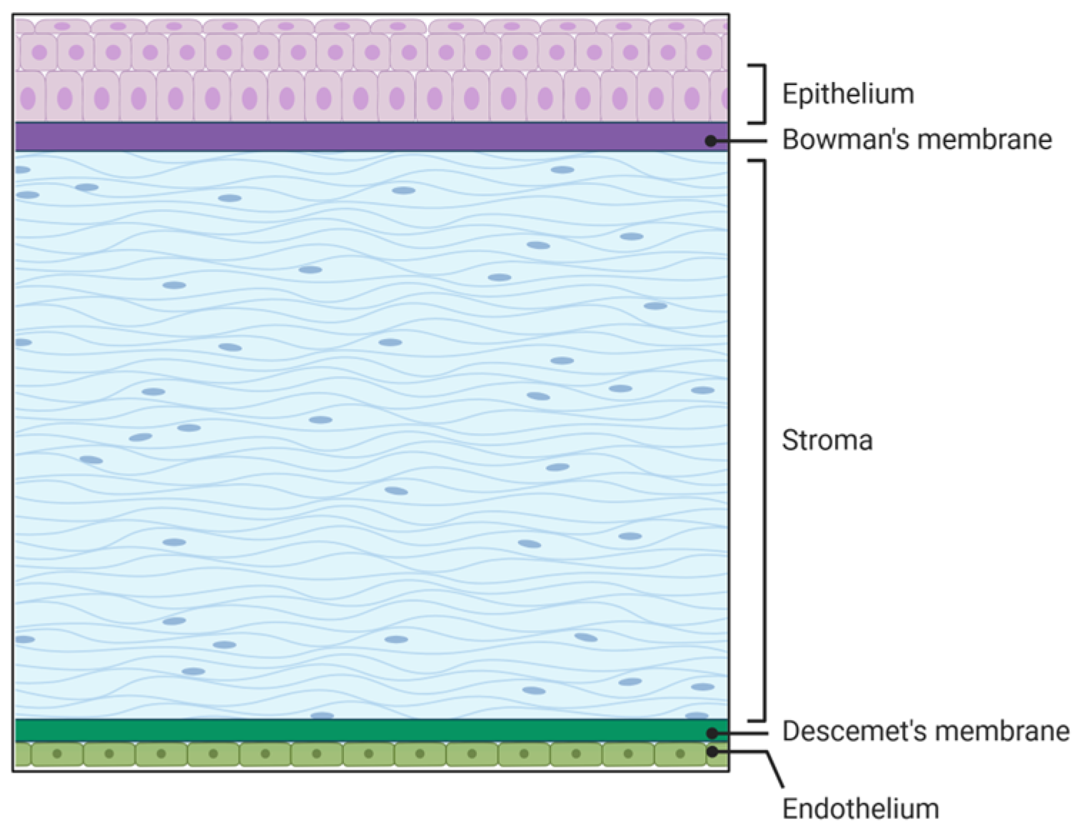 Pharmaceutics 18 00186 g001