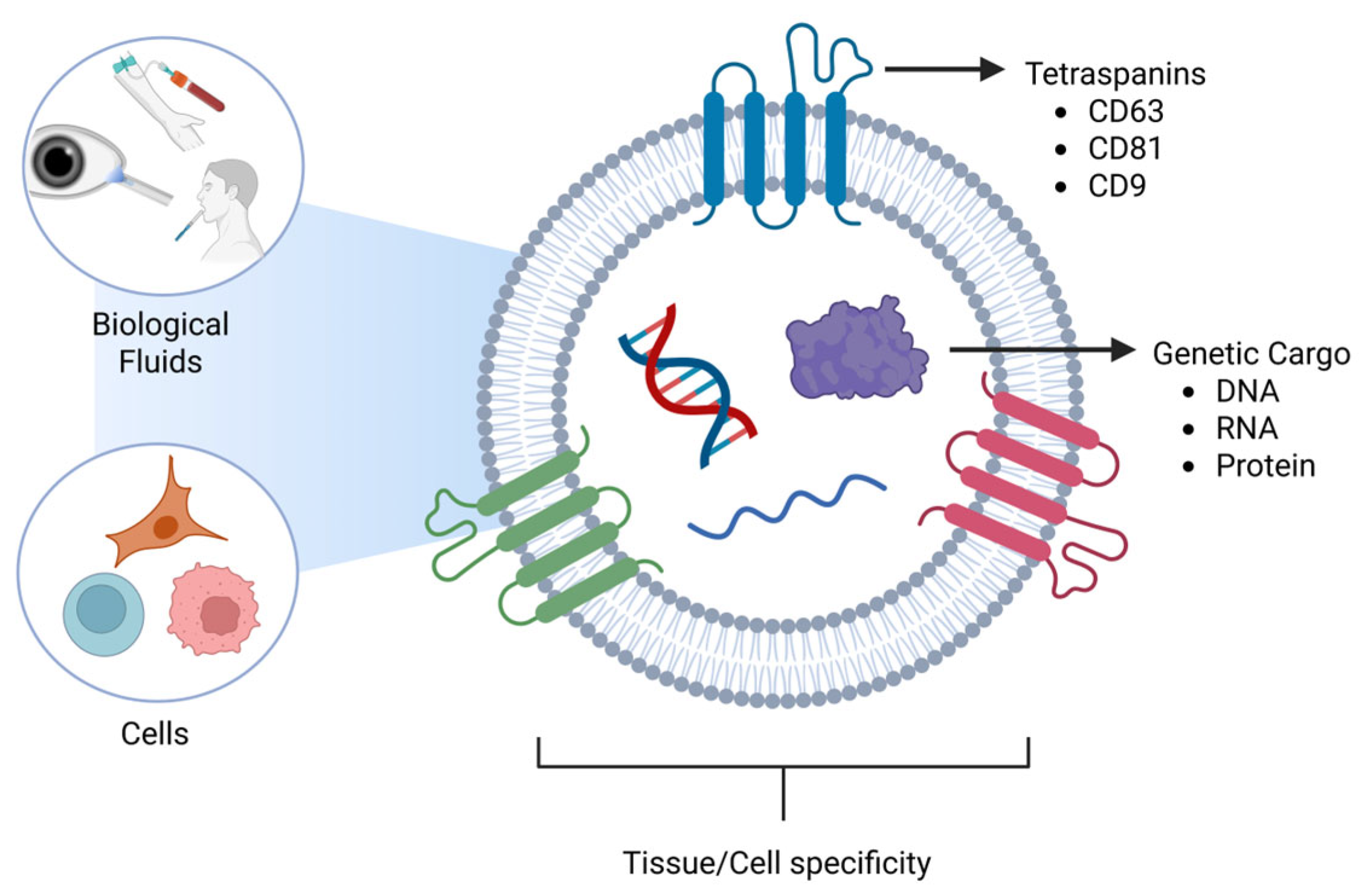 Pharmaceutics 18 00186 g002