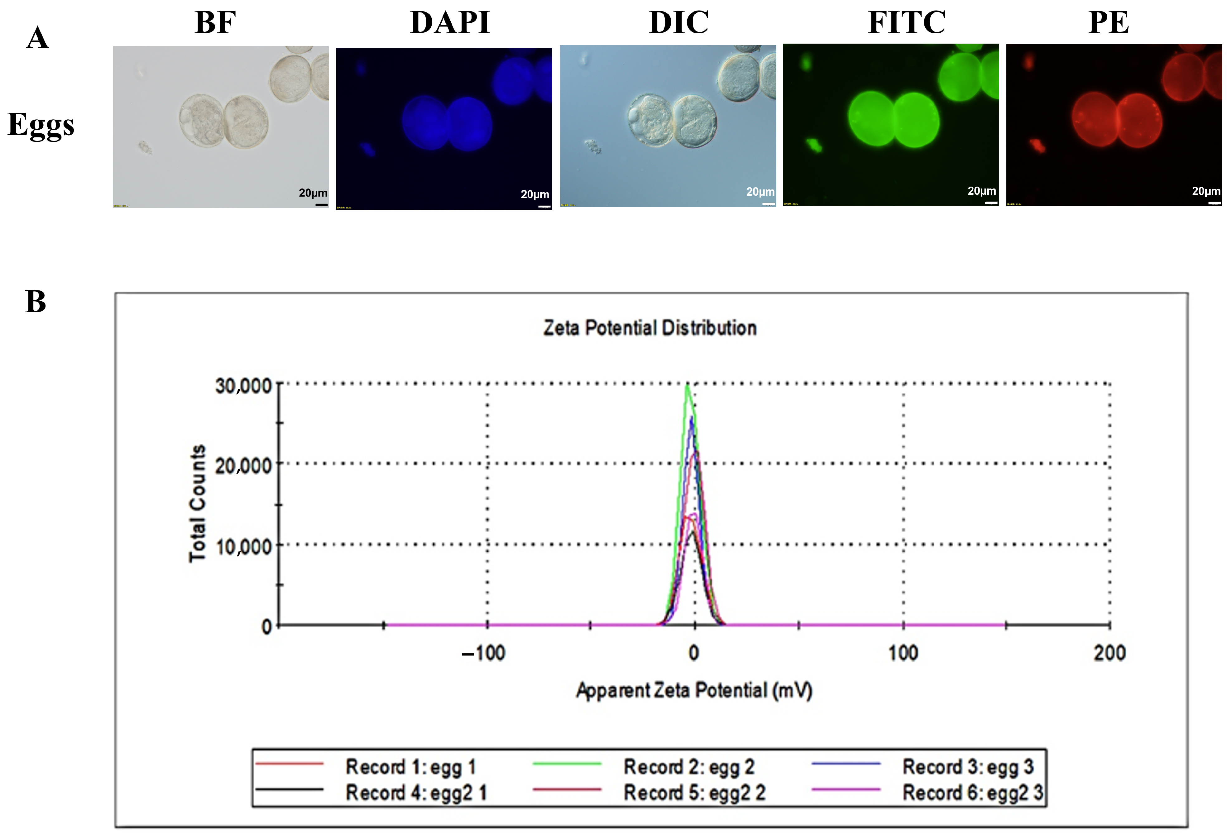 Pharmaceutics 18 00231 g002
