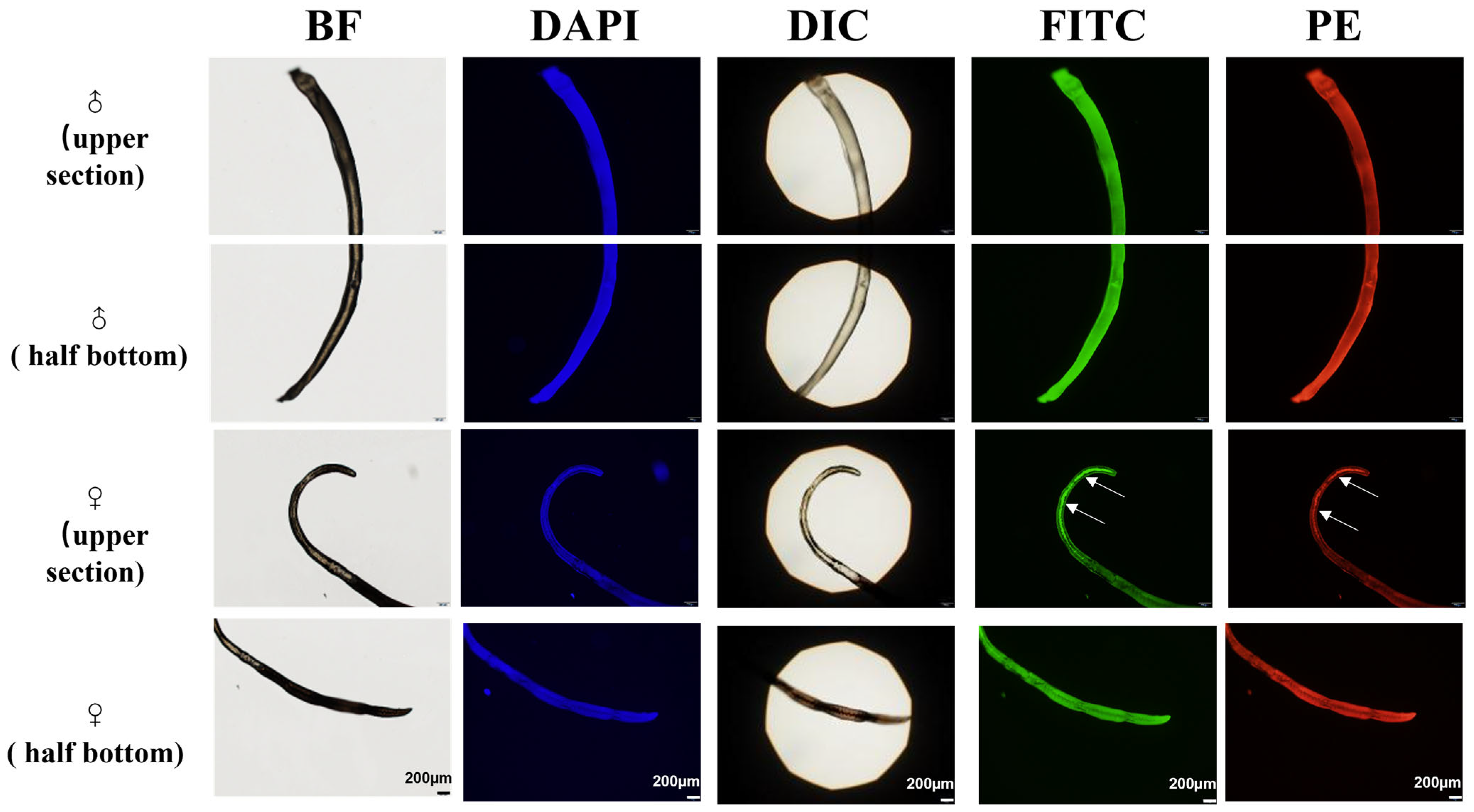 Pharmaceutics 18 00231 g003