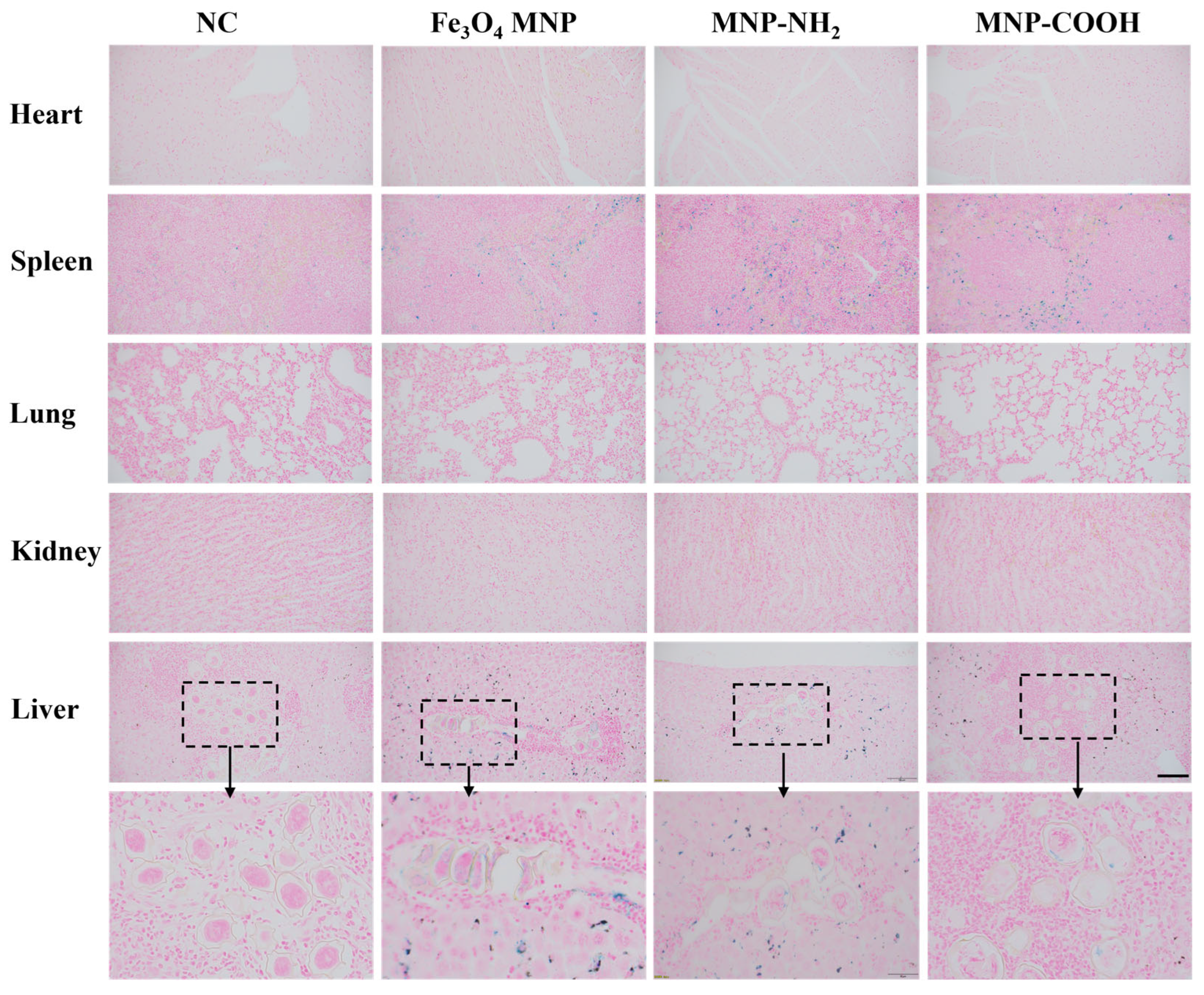 Pharmaceutics 18 00231 g005