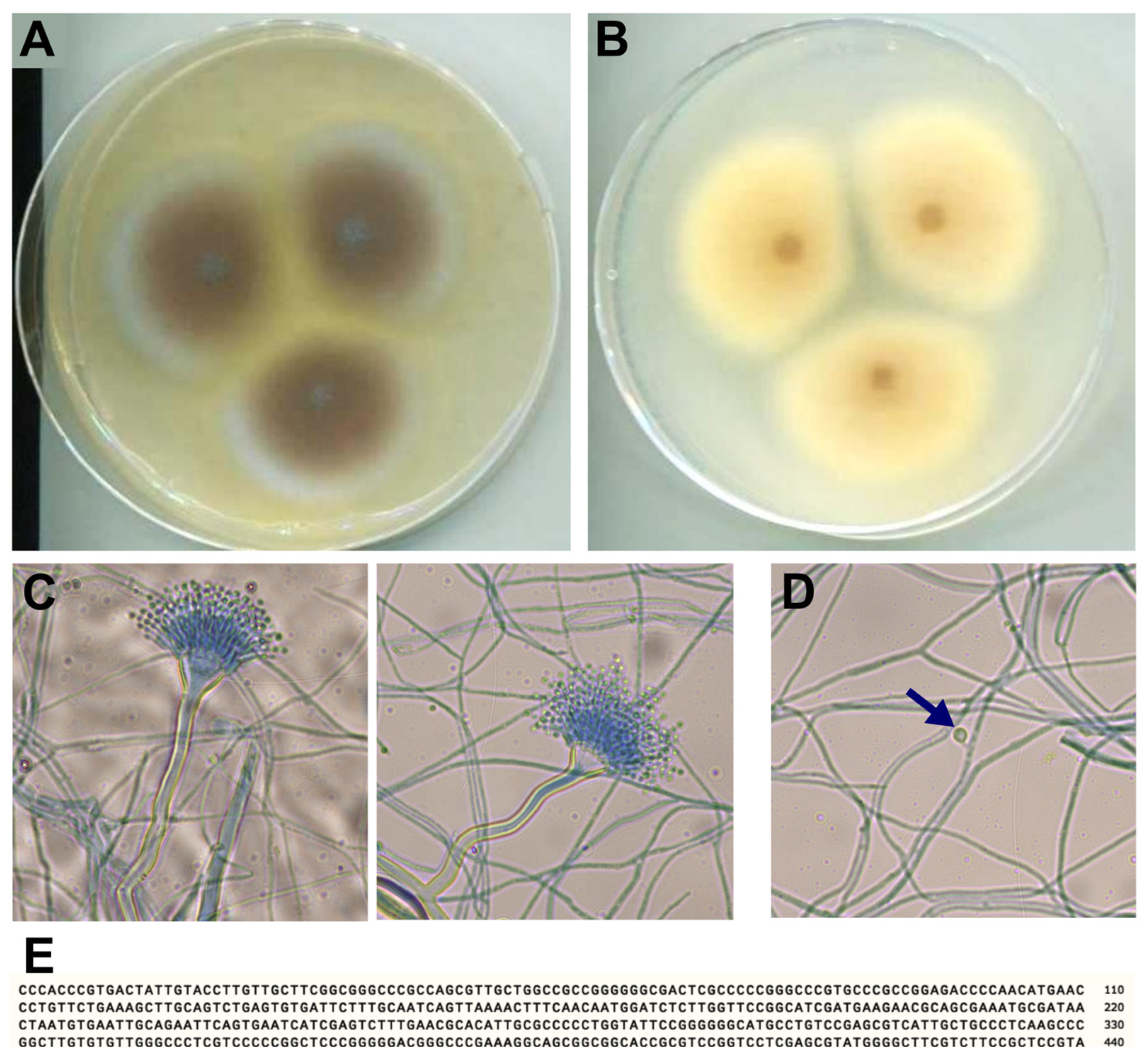 Pharmaceutics 18 00261 g001