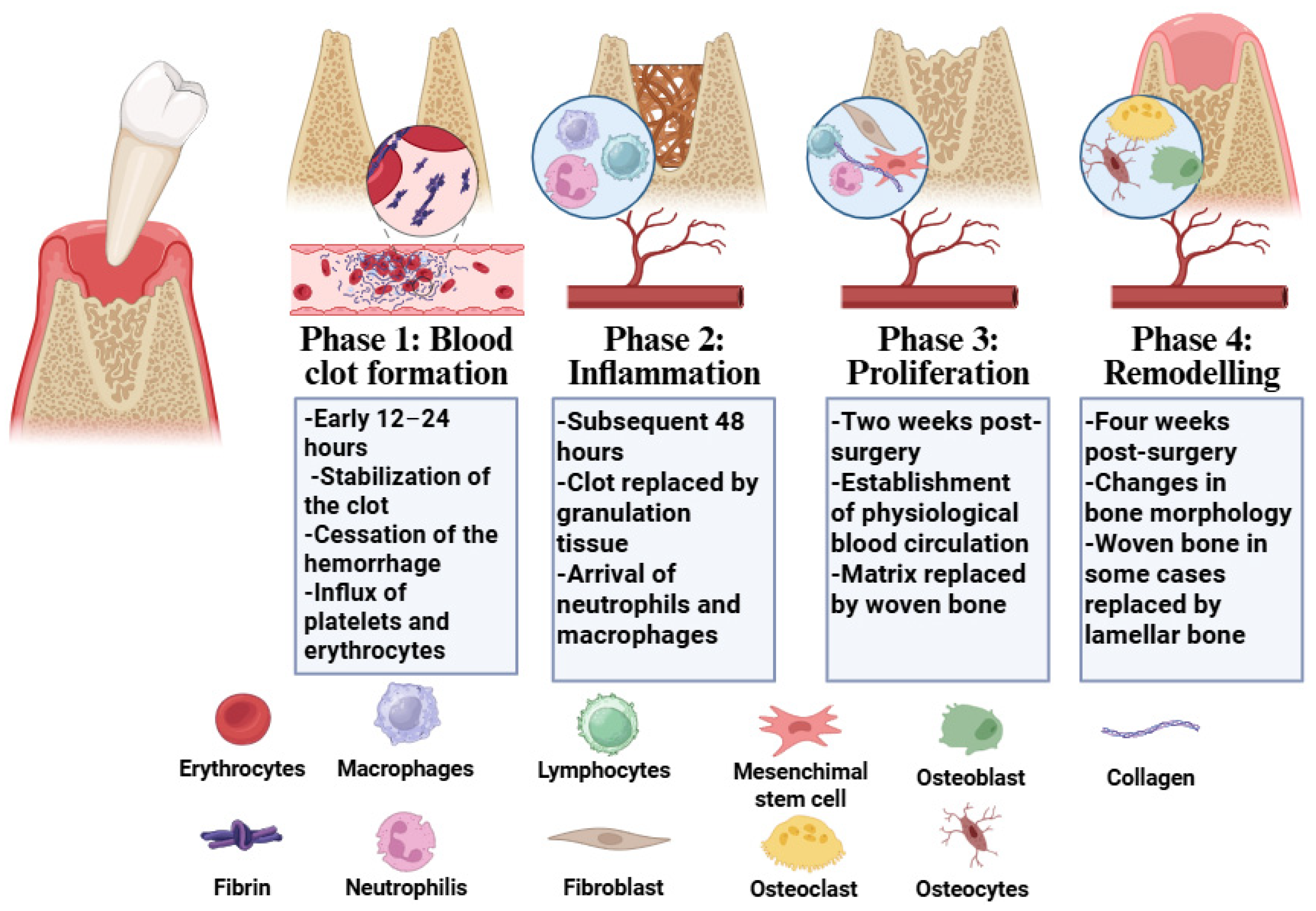 Pharmaceutics 18 00335 g001