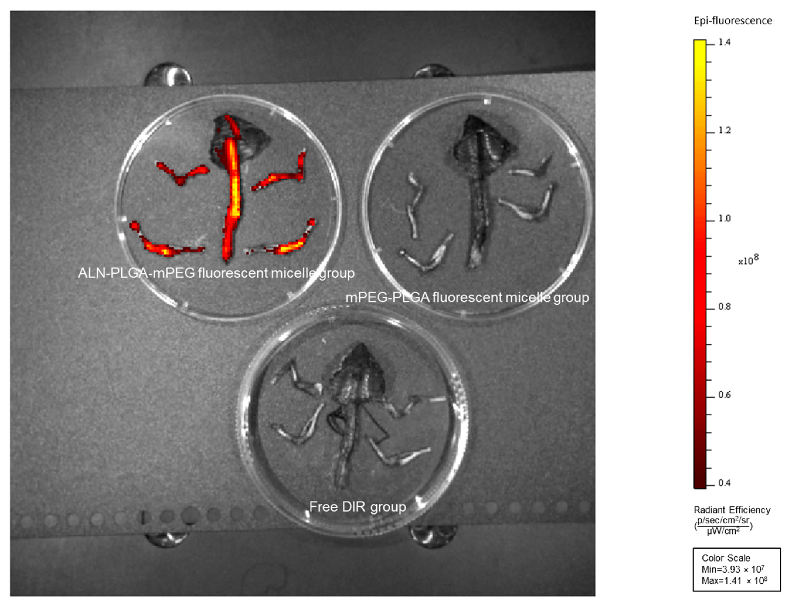Pharmaceutics 18 00352 g004