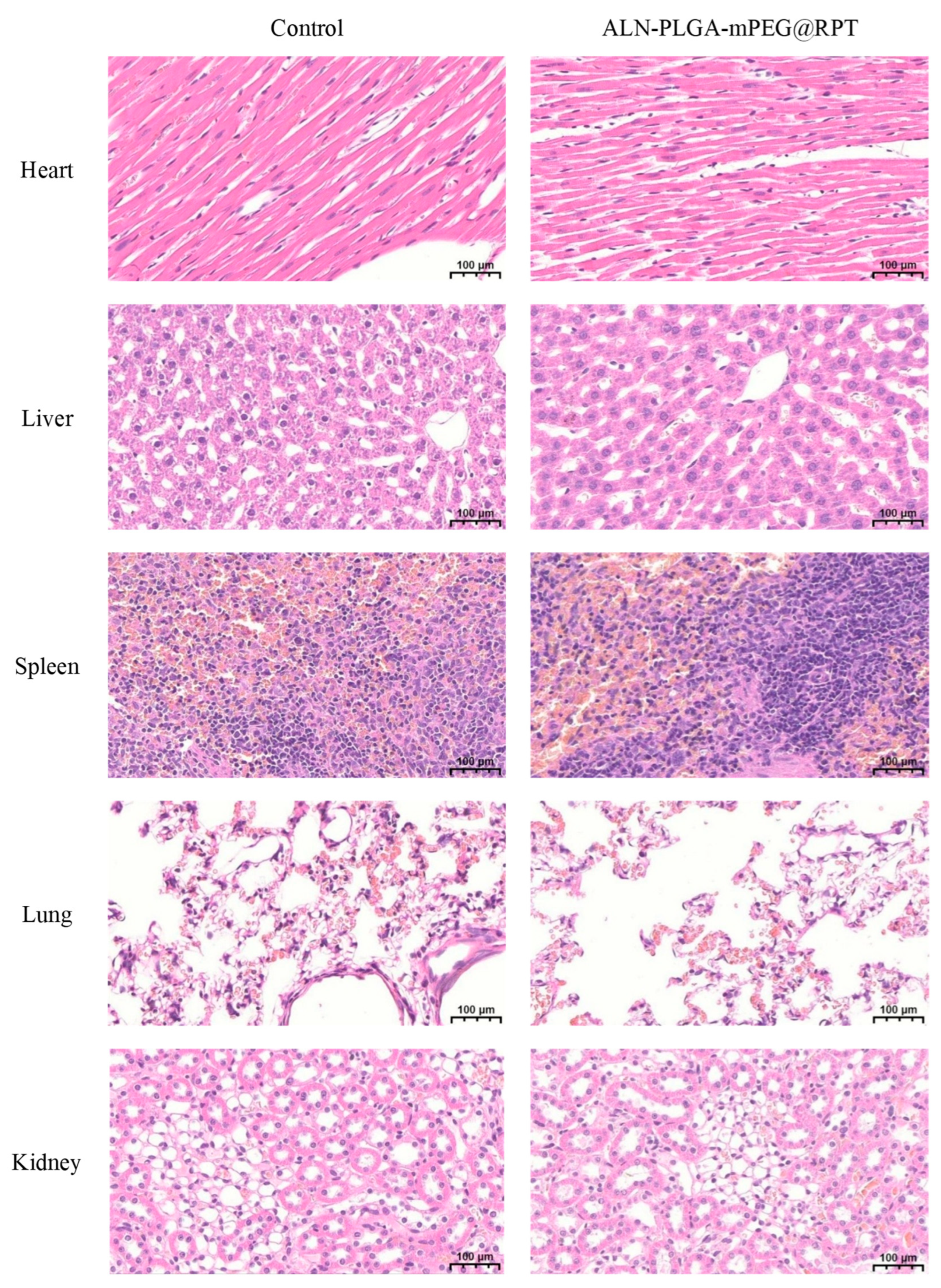 Pharmaceutics 18 00352 g006