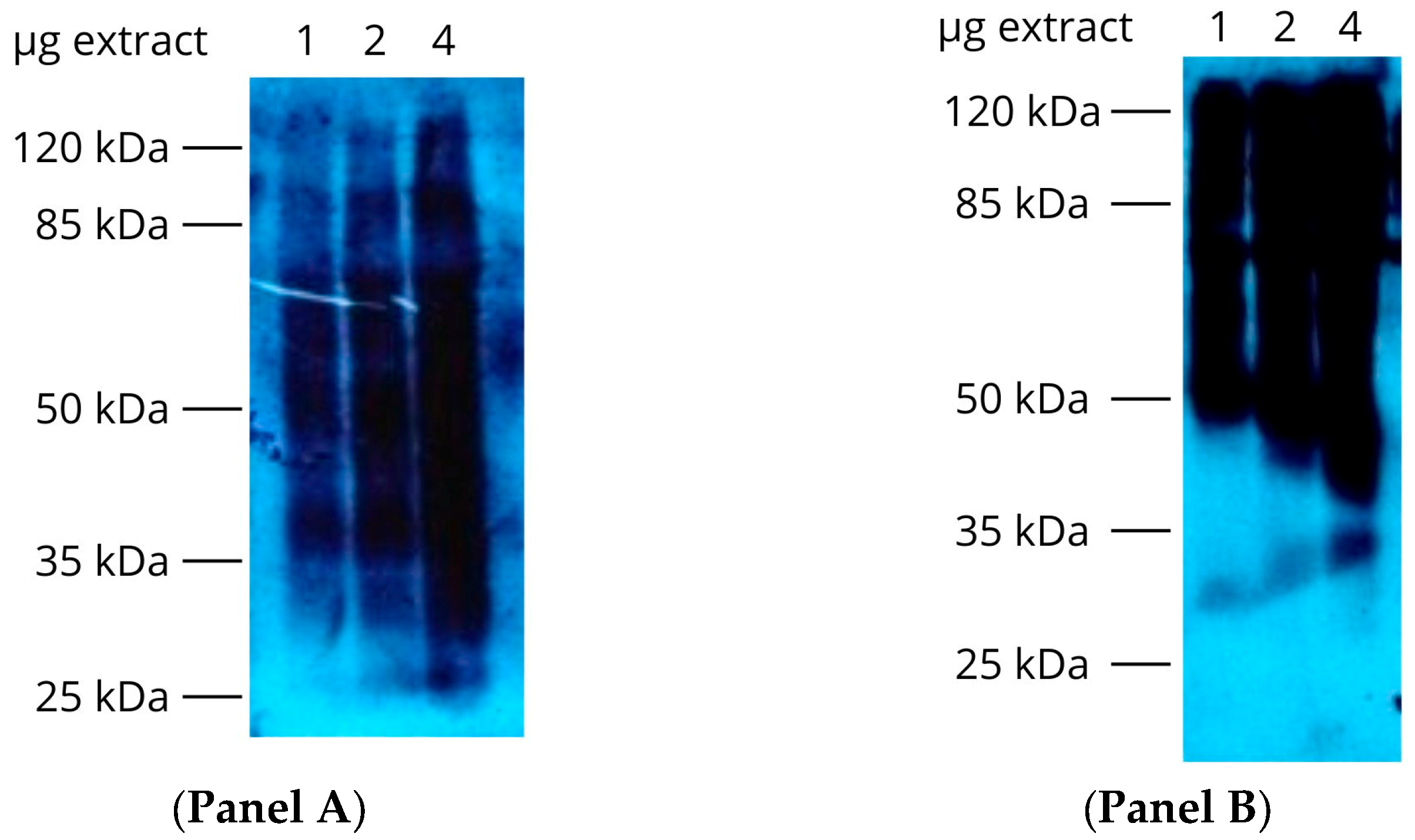 Pharmaceutics 18 00385 g002 Pharmaceutics 18 00385 g002